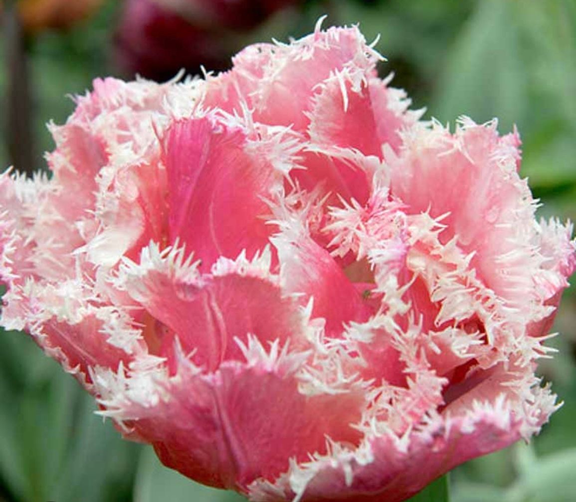 TULIPA Queensland