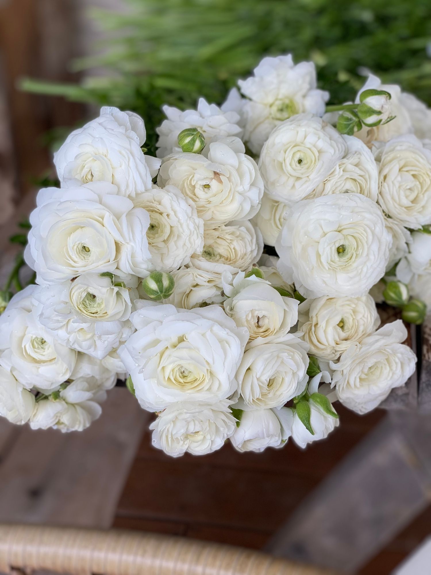 RANUNCULUS Amandine White