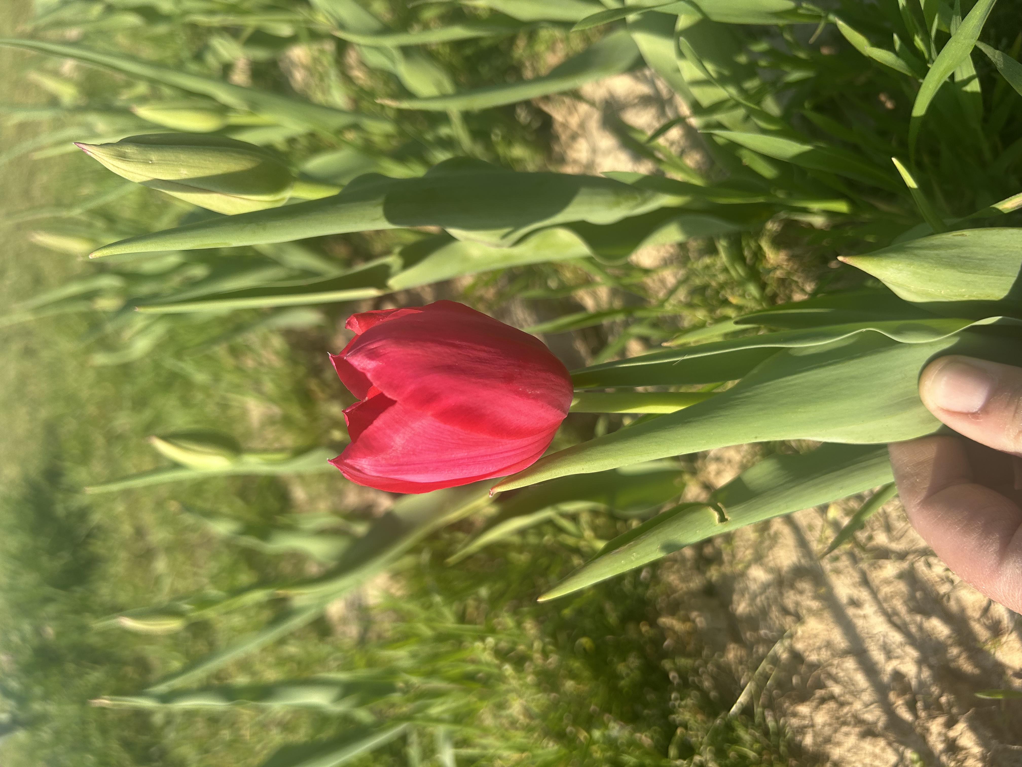 TULIPA Single Late Wilja
