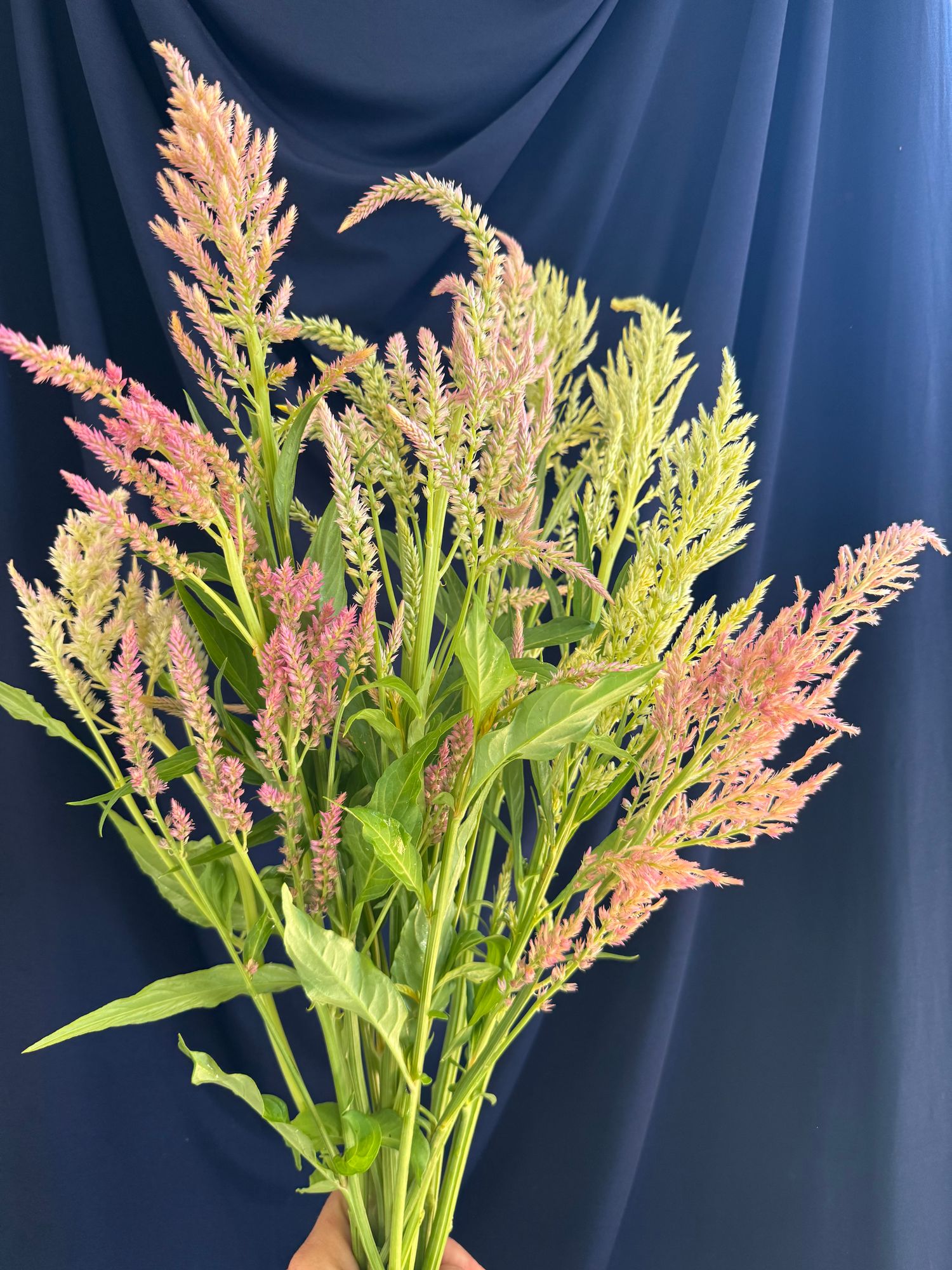 CELOSIA argentea var. spicata Shimmer