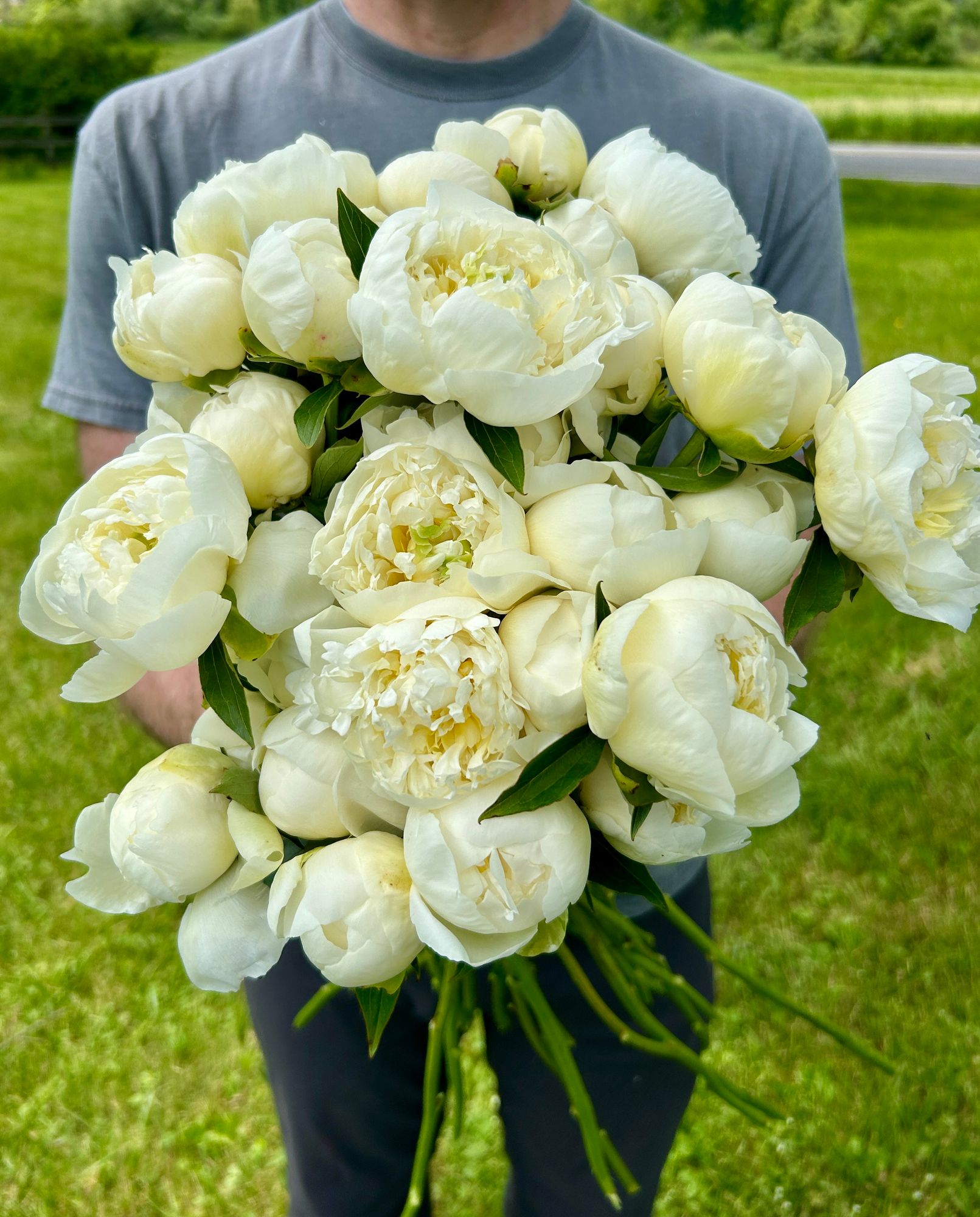 PAEONIA lactiflora Duchesse De Nemours