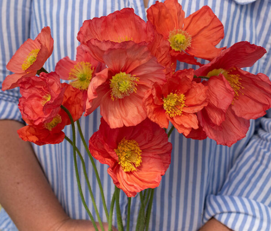 PAPAVER nudicaule Champagne Bubbles