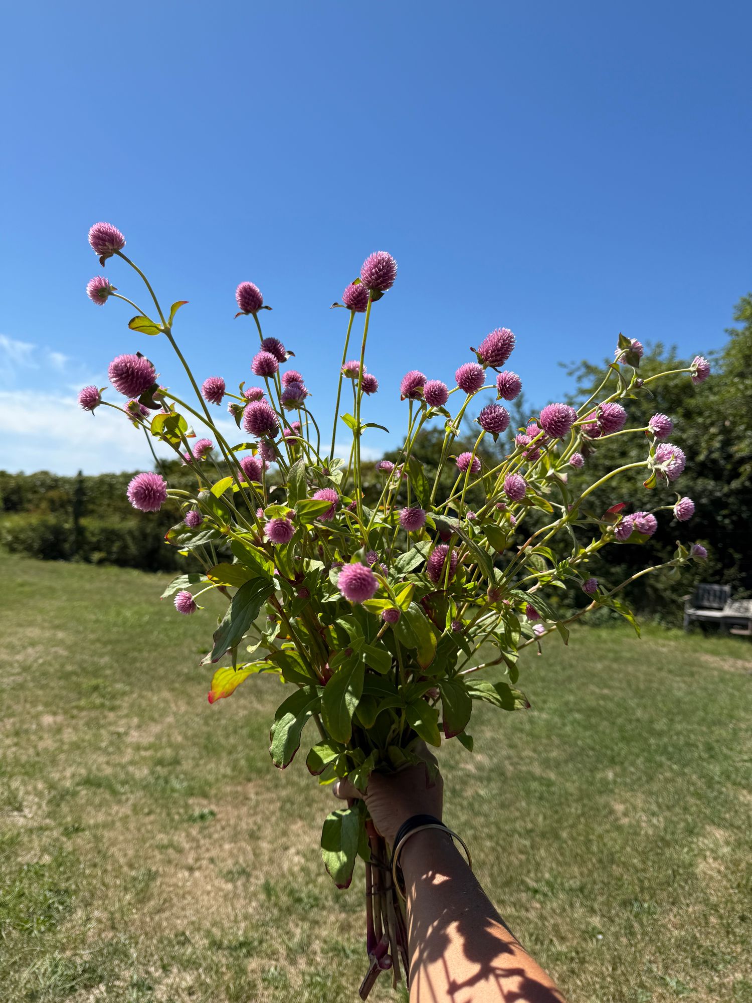 GOMPHRENA globosa