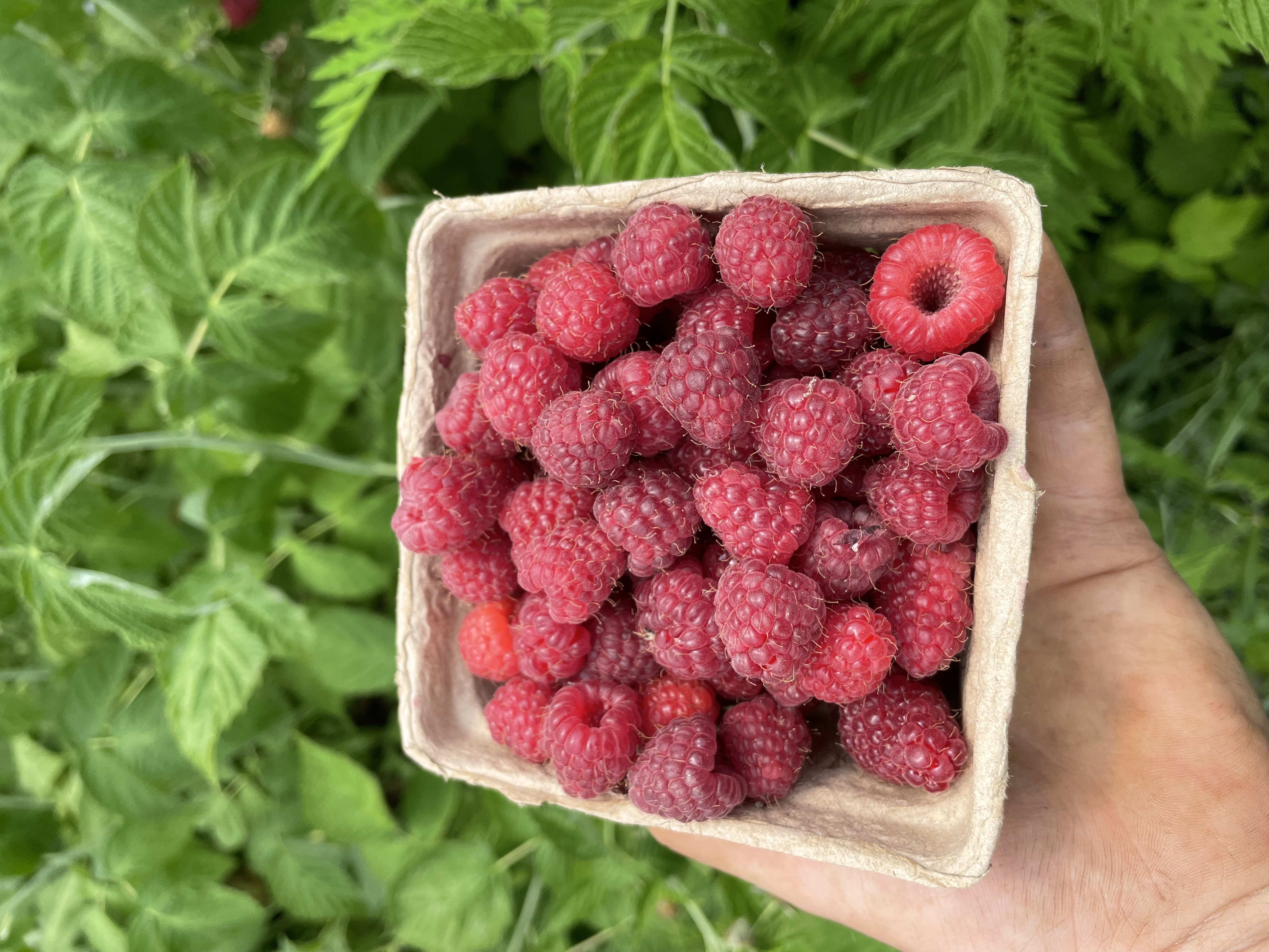 Fruit, Red Raspberry, 6 oz. Clamshell
