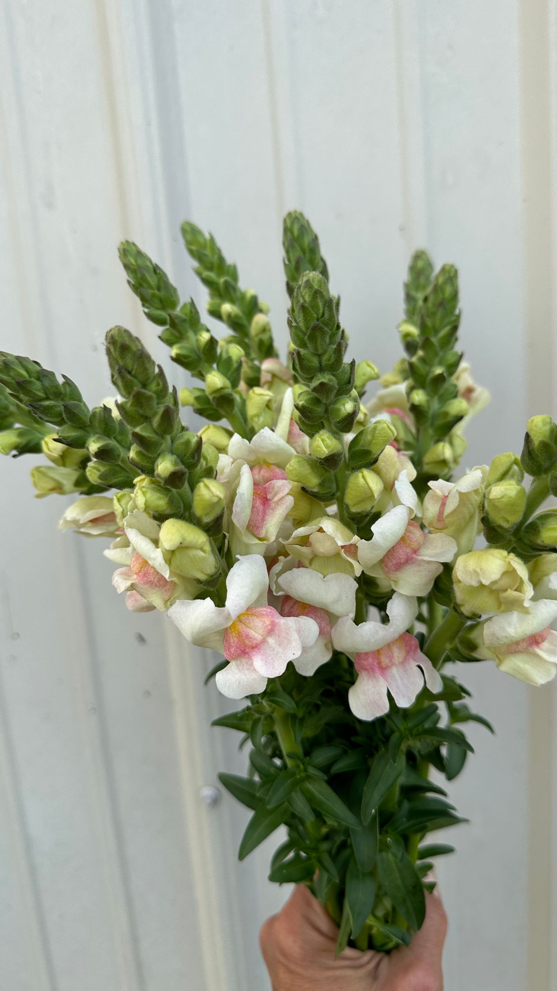 ANTIRRHINUM majus Potomac Appleblossom