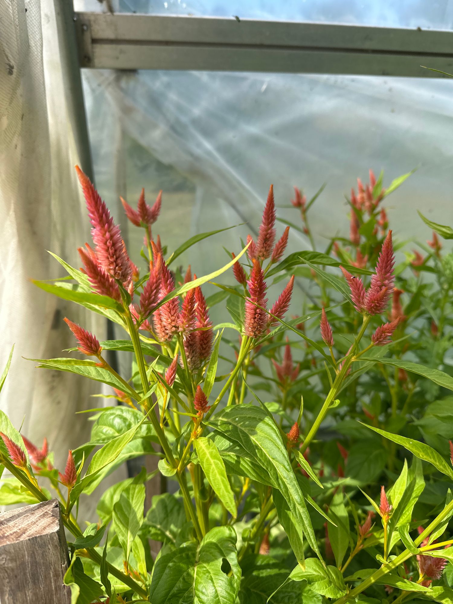 CELOSIA argentea