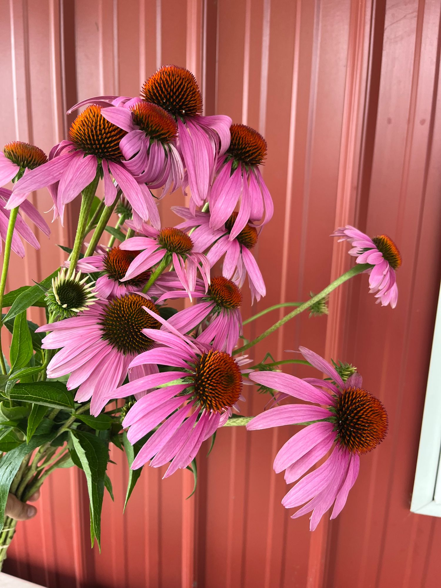 ECHINACEA purpurea