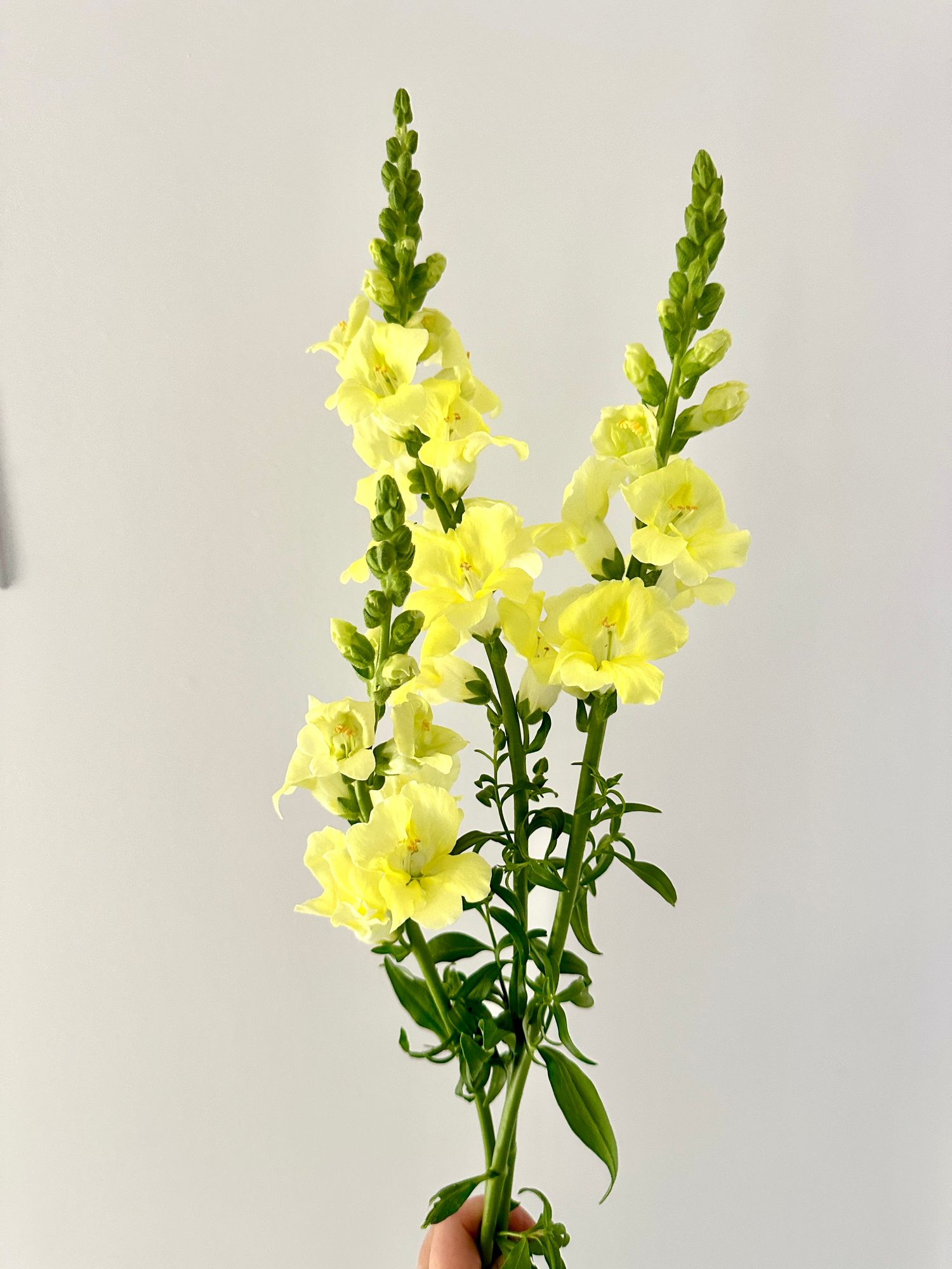 ANTIRRHINUM majus Chantilly Light Yellow