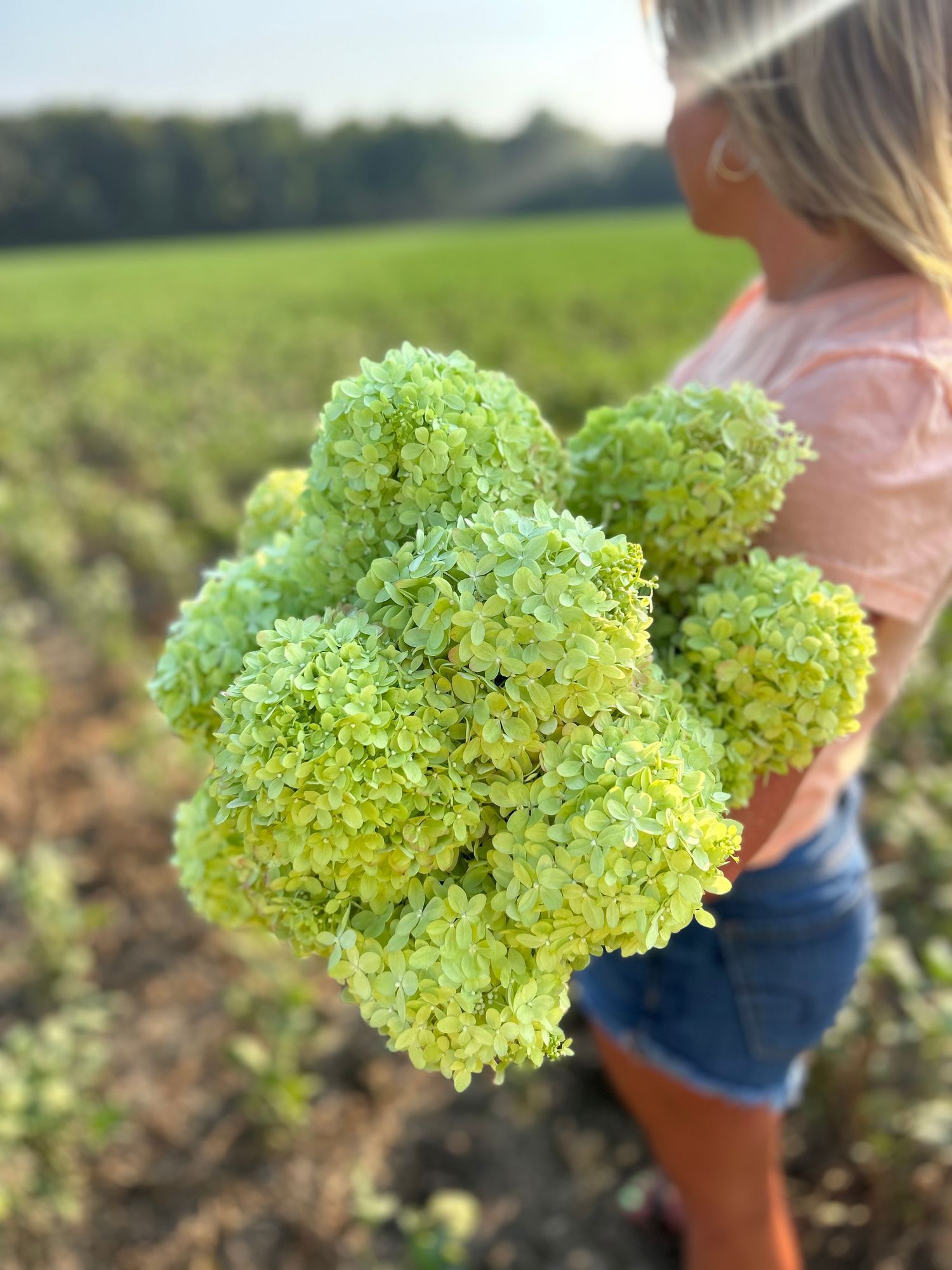 HYDRANGEA paniculata Limelight