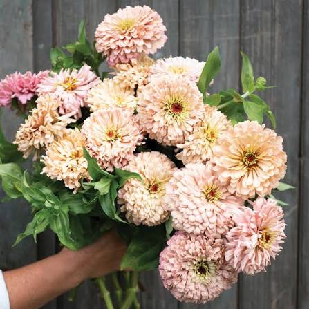 ZINNIA elegans Ballerina
