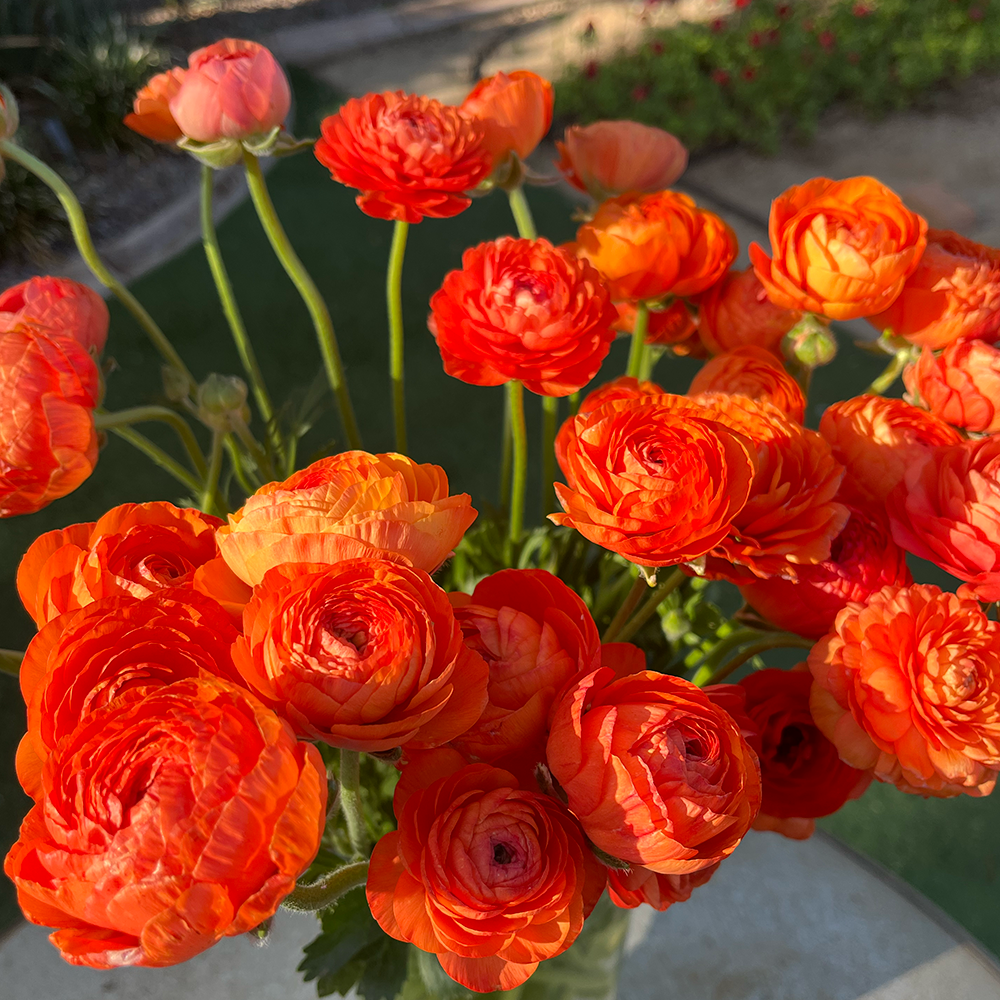 RANUNCULUS Amandine Salmon