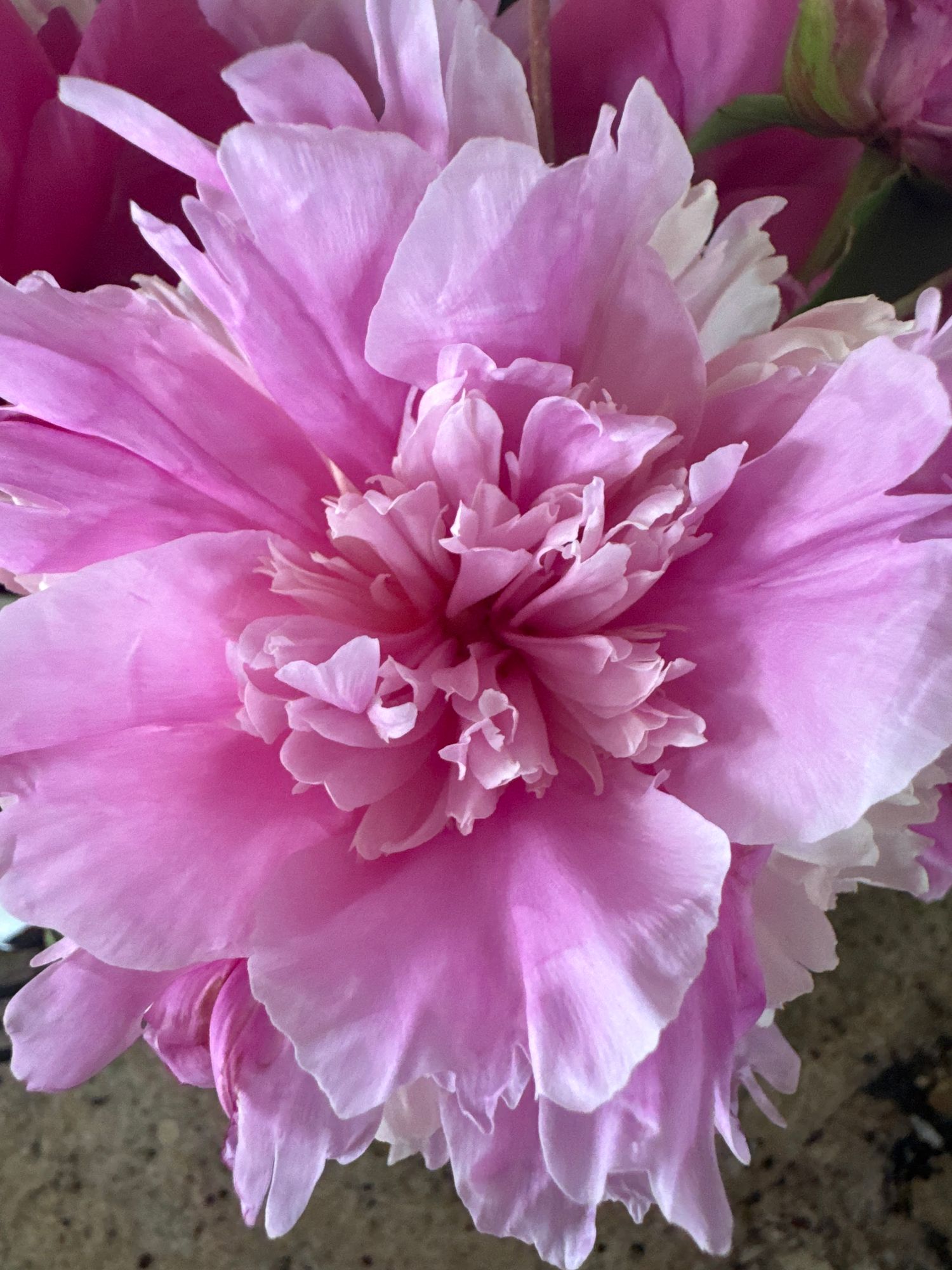 PAEONIA