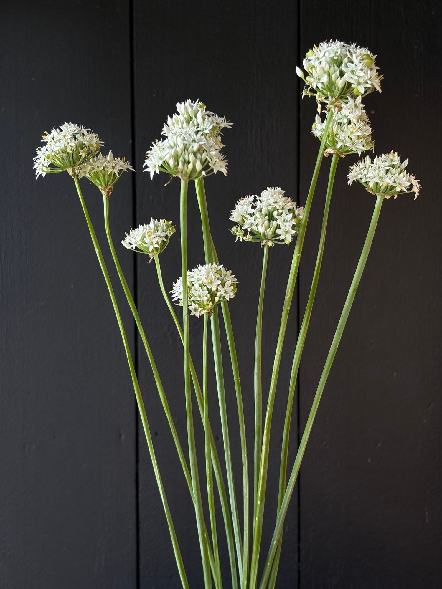 ALLIUM tuberosum