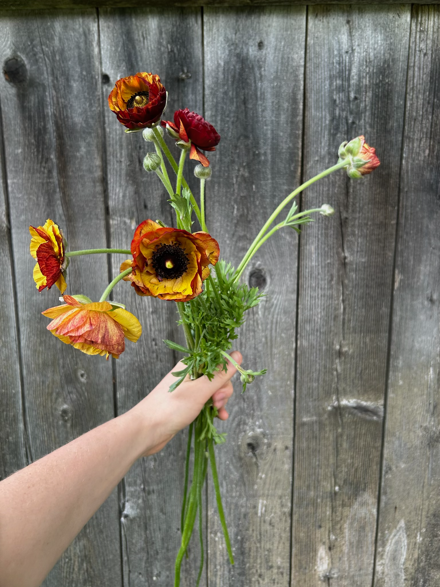RANUNCULUS