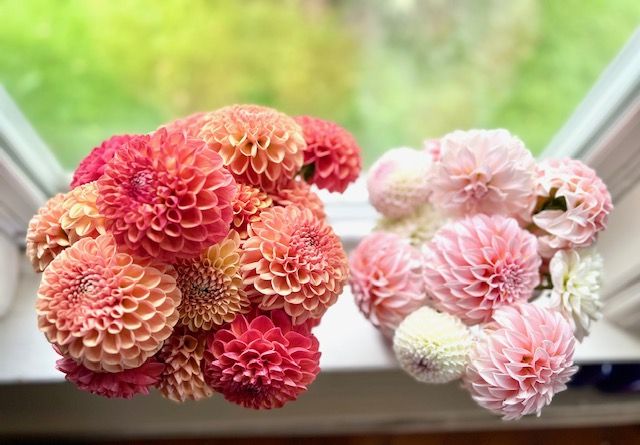 (25 stems) Mixed Dahlias Growers Choice