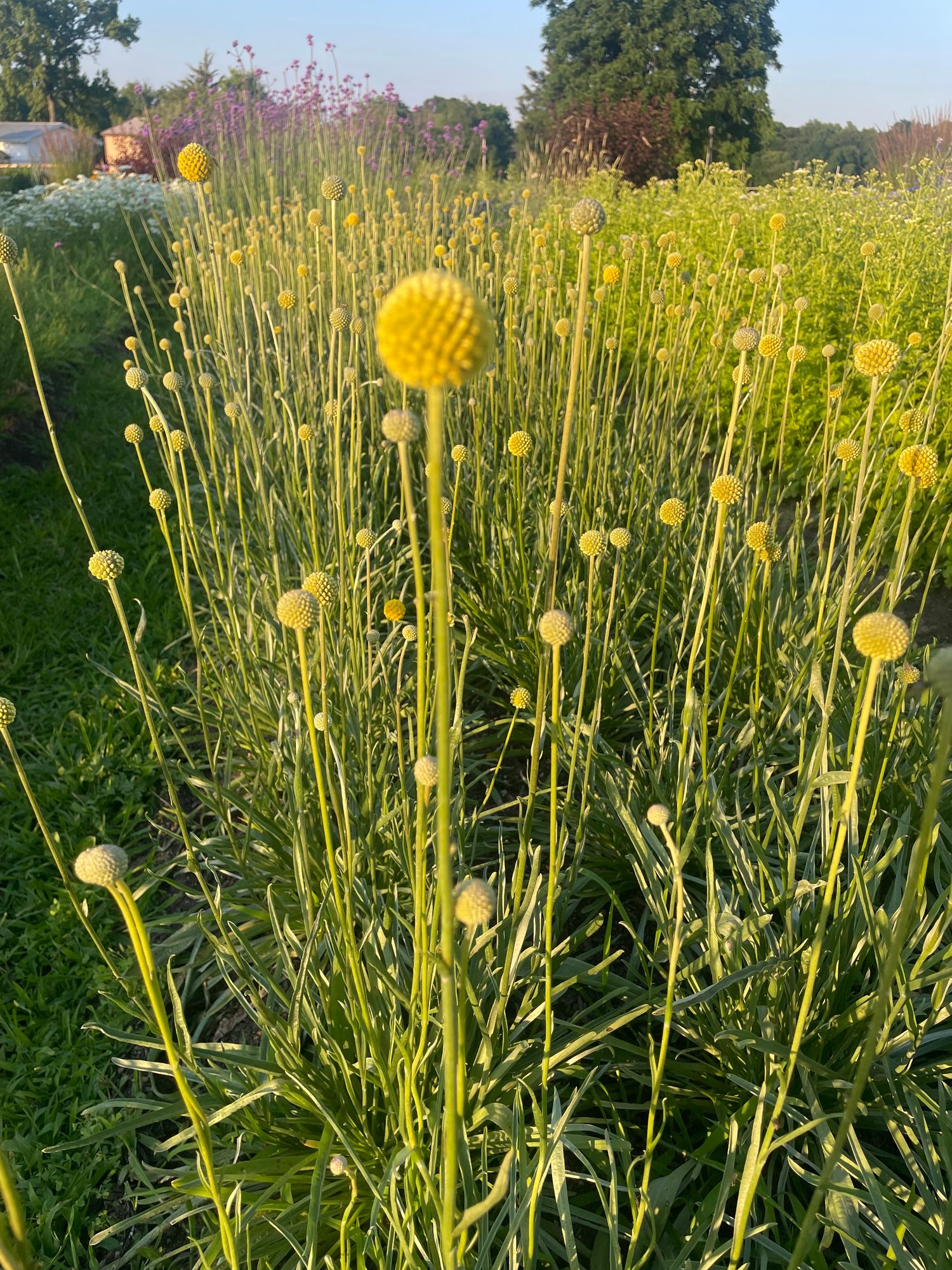 CRASPEDIA globosa Sun Ball