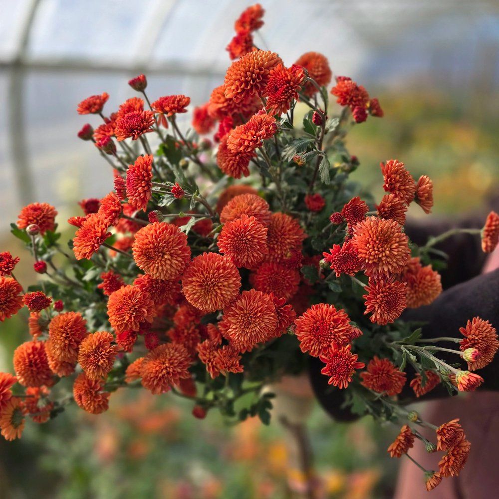 CHRYSANTHEMUM x Kelvin Mandarin