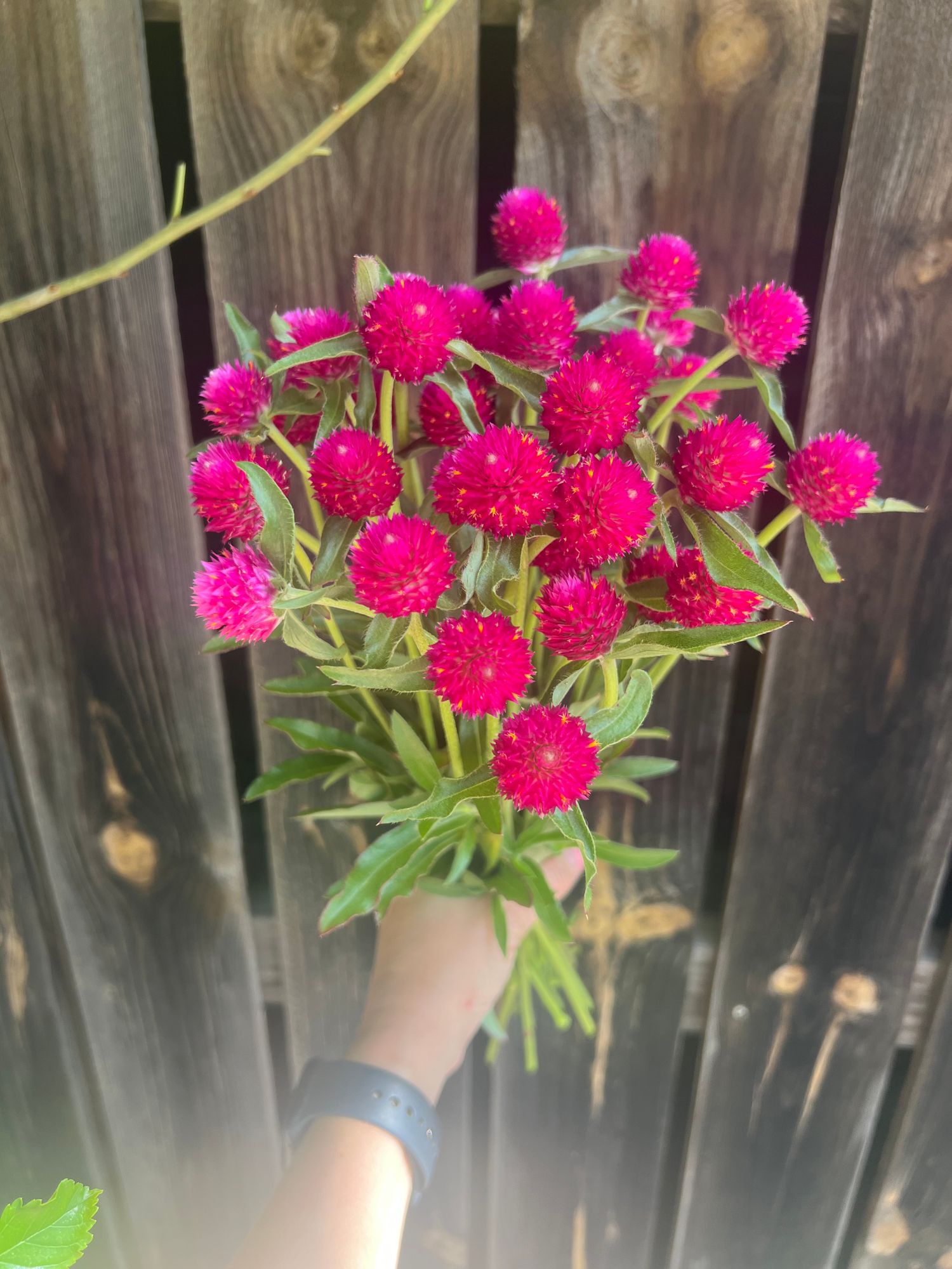 GOMPHRENA haageana