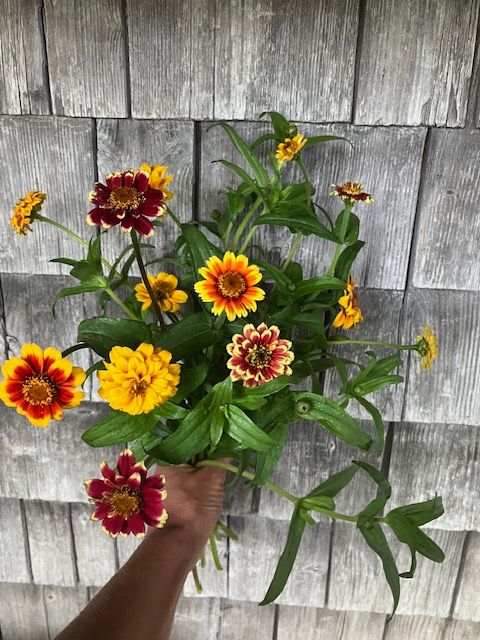 ZINNIA haageana Jazzy Mix
