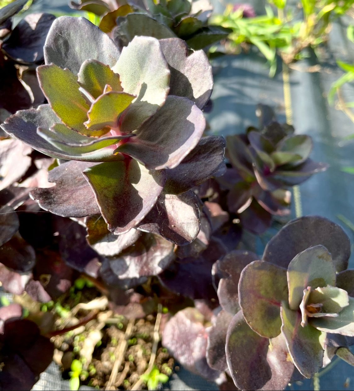 HYLOTELEPHIUM x Night Embers