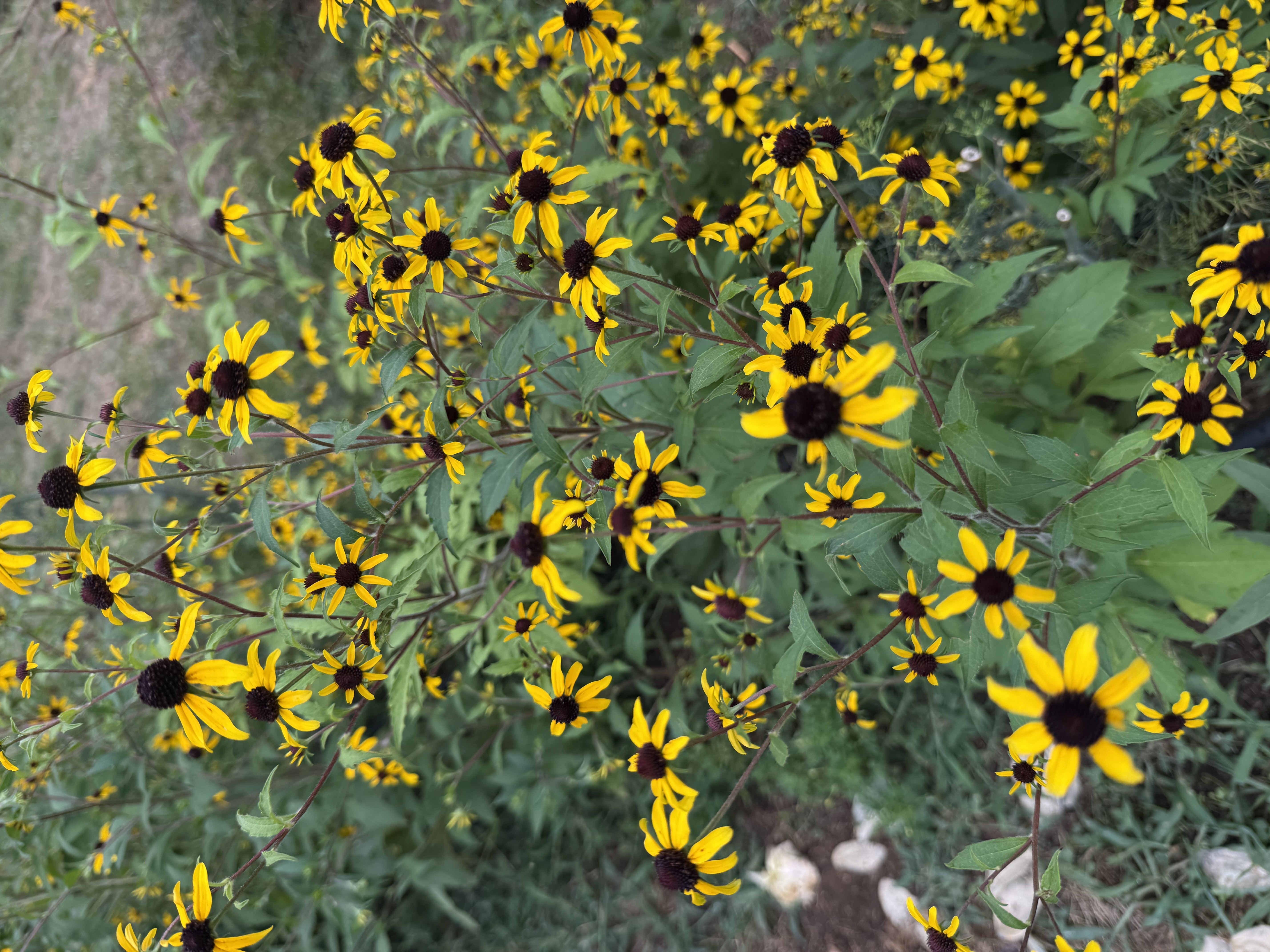 RUDBECKIA triloba