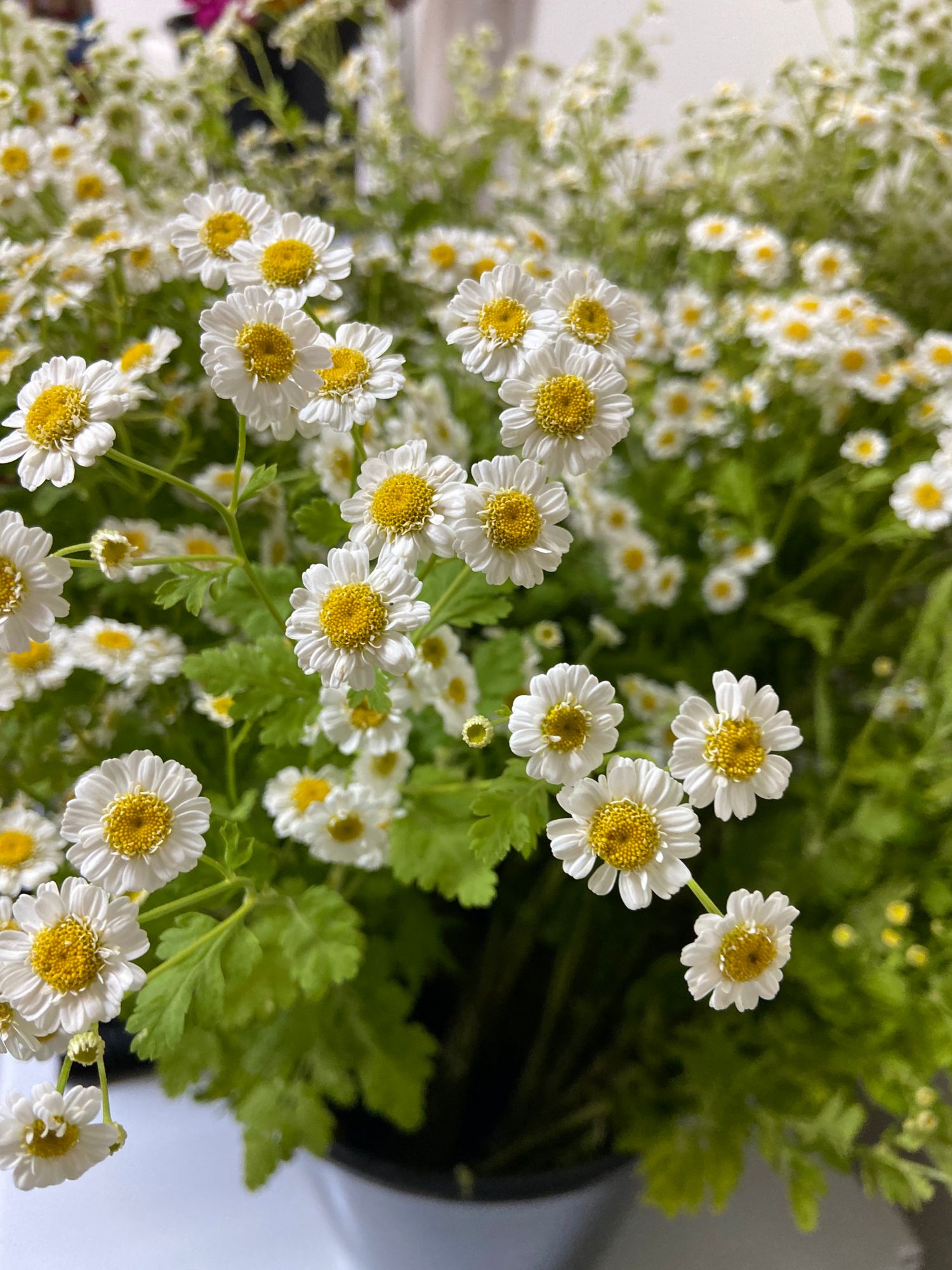 TANACETUM parthenium