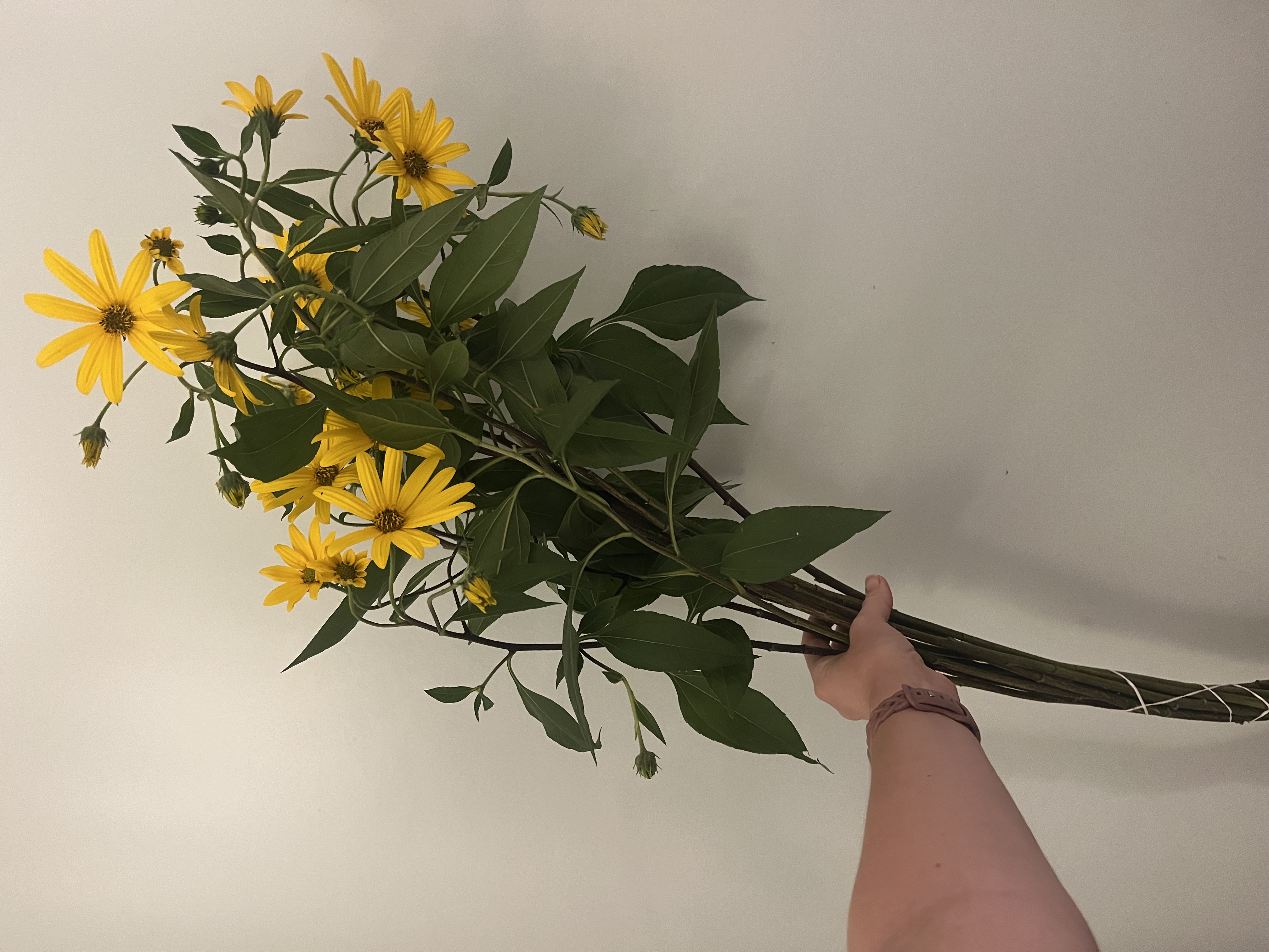 HELIANTHUS tuberosus