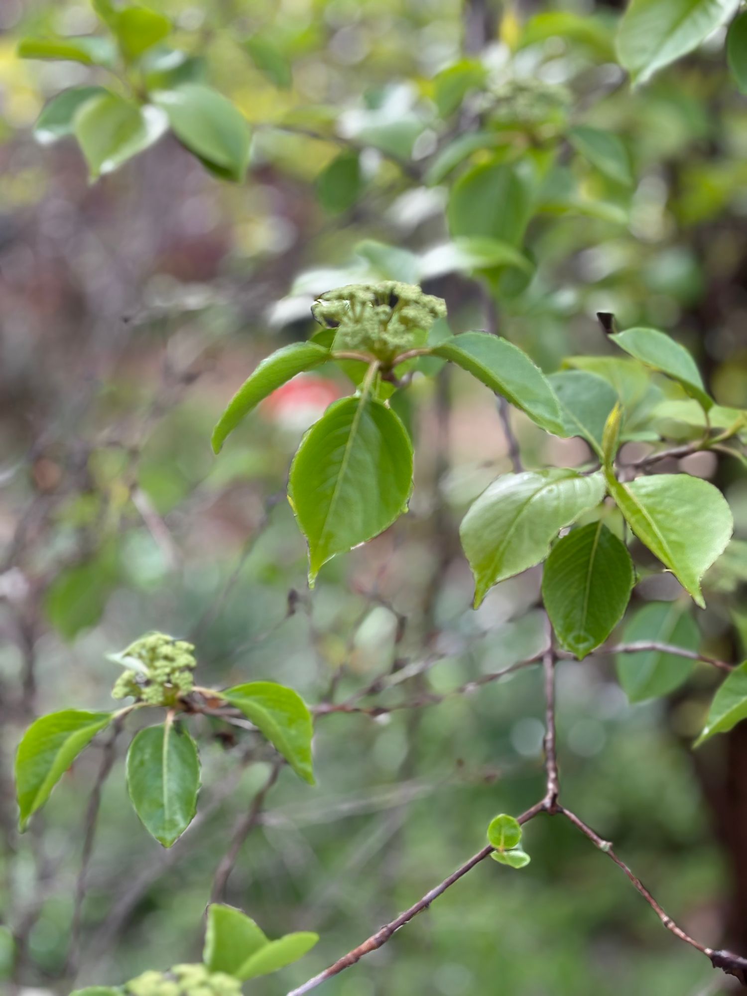 VIBURNUM