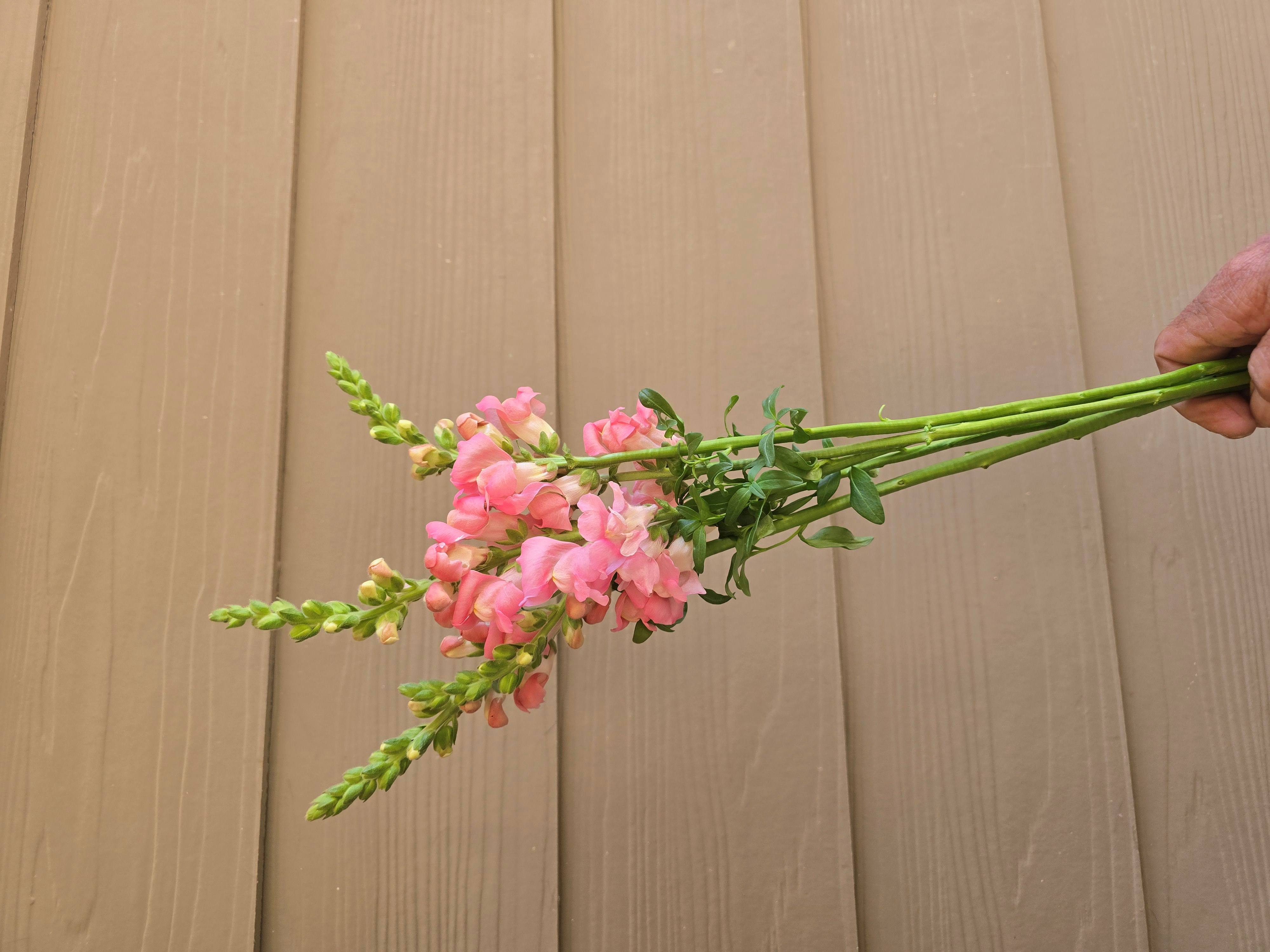ANTIRRHINUM majus