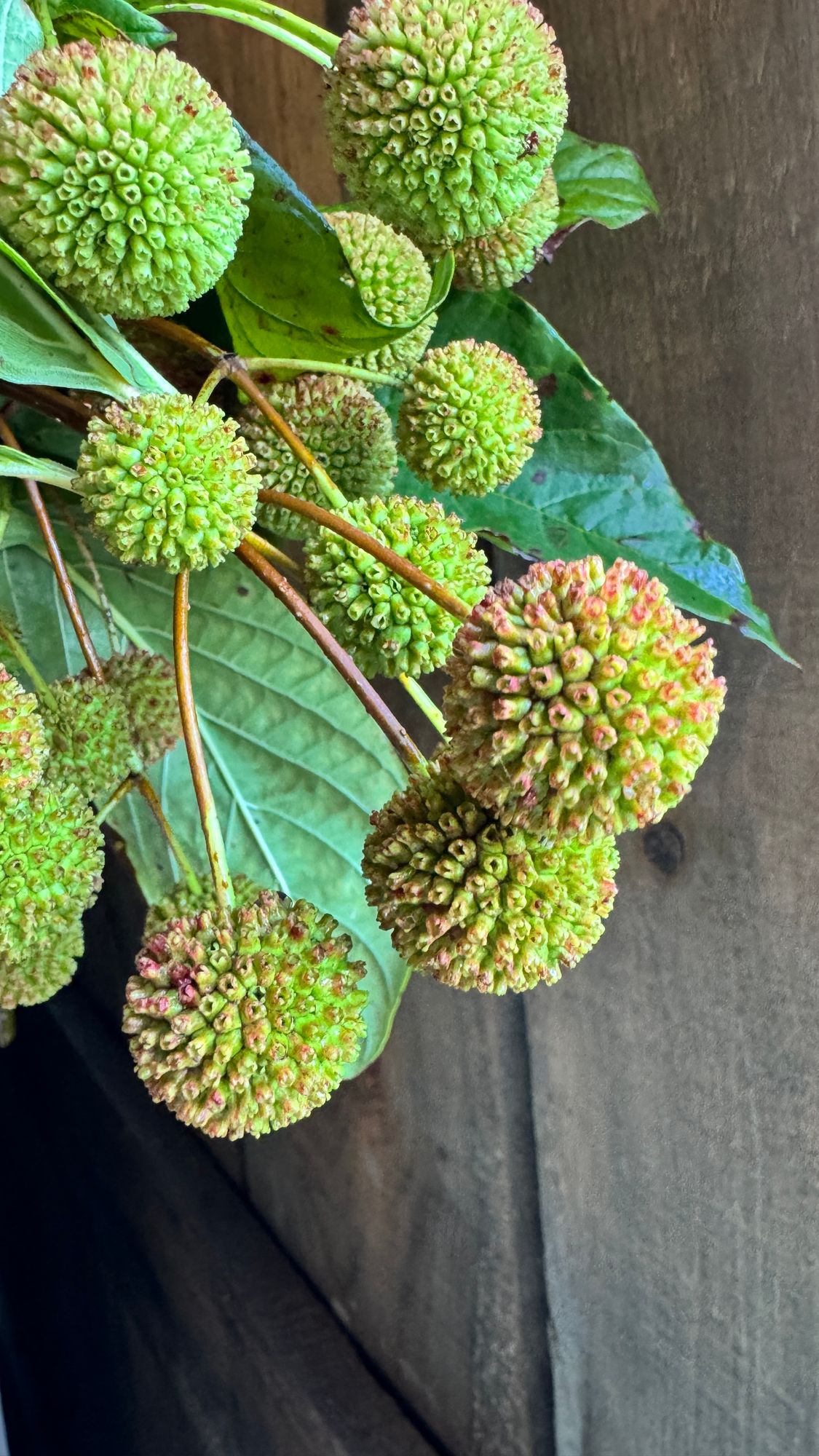 CEPHALANTHUS occidentalis