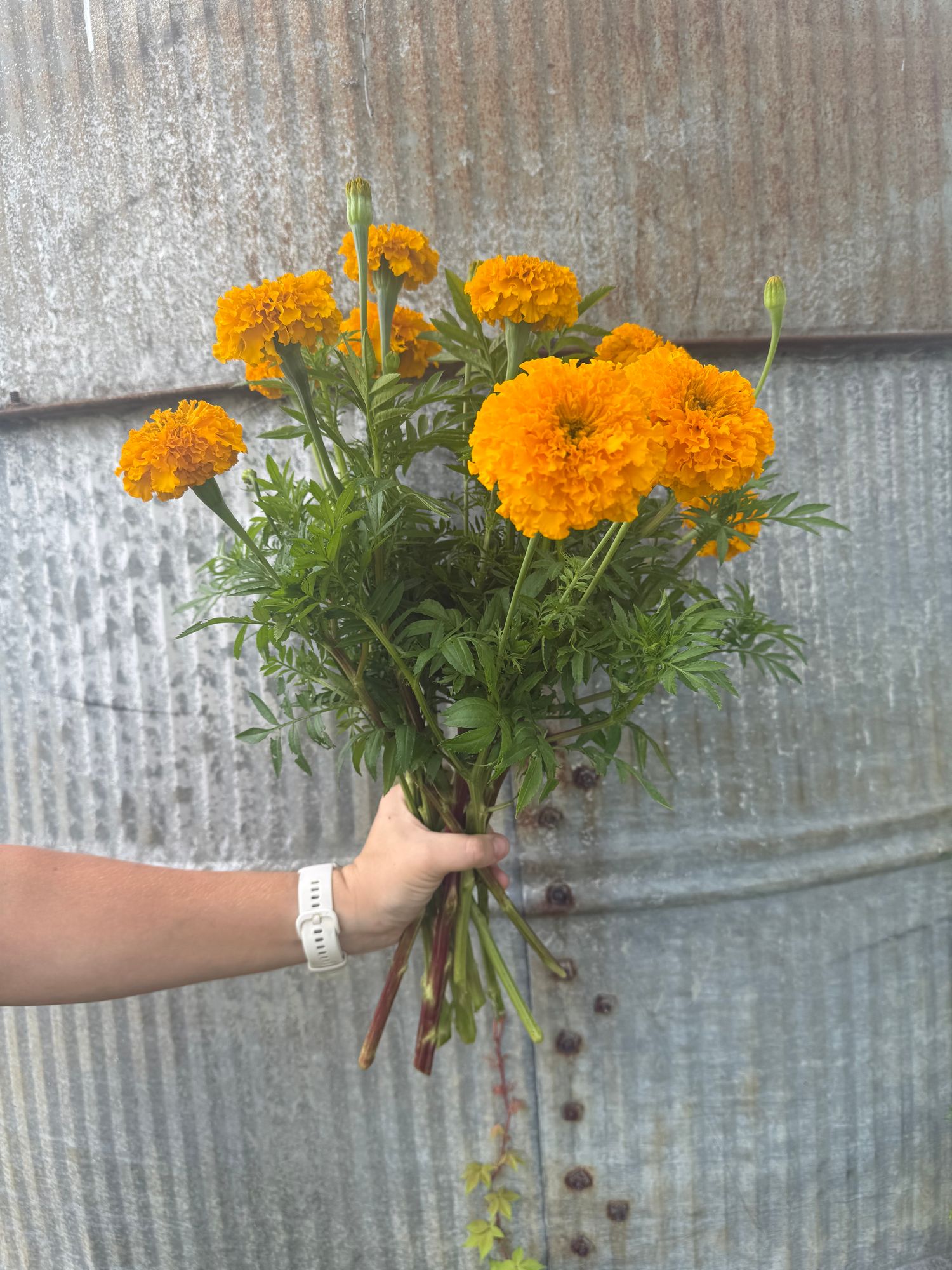 TAGETES erecta Coco
