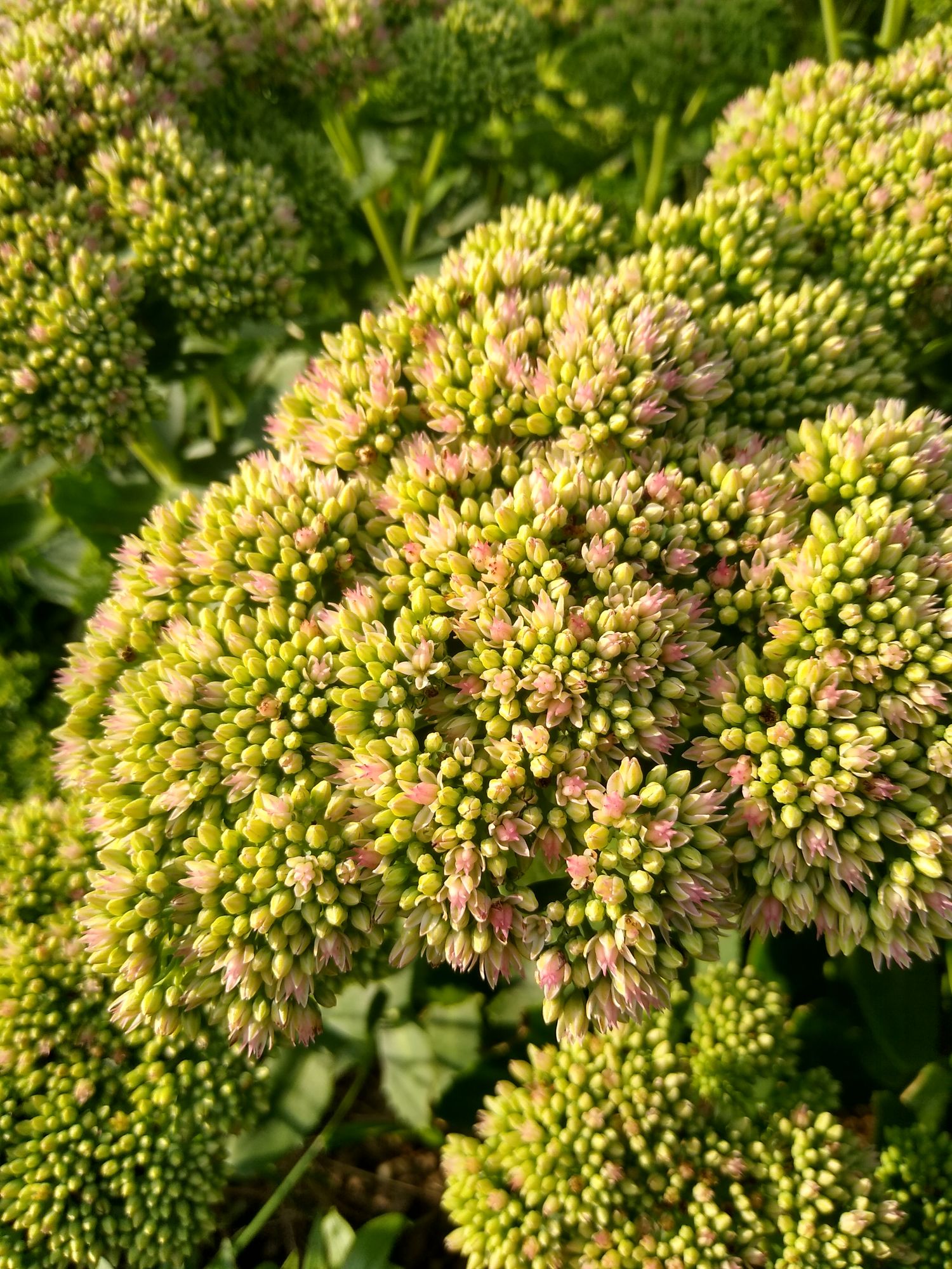 HYLOTELEPHIUM spectabile Autumn Joy