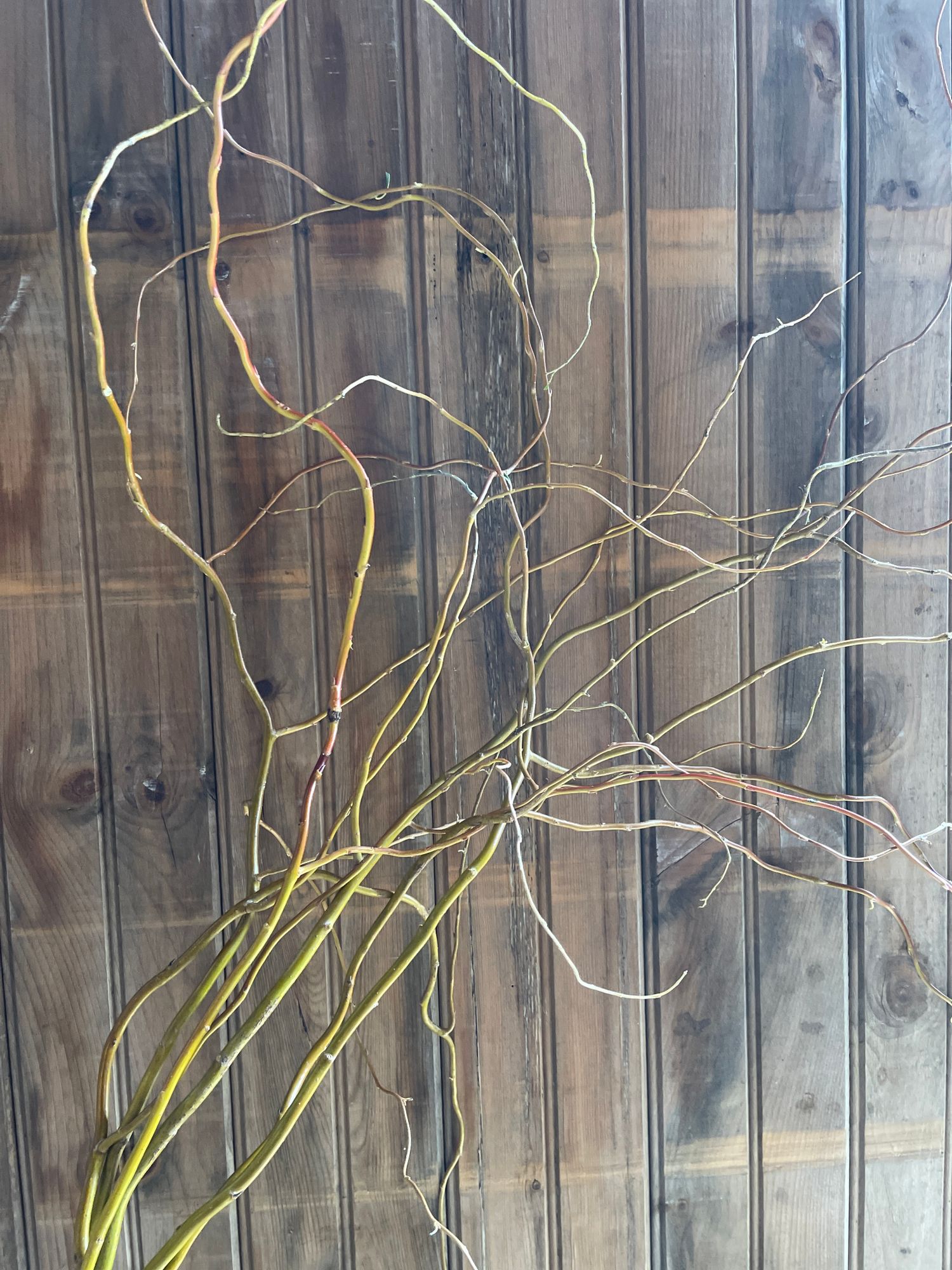 SALIX matsudana var. tortuosa