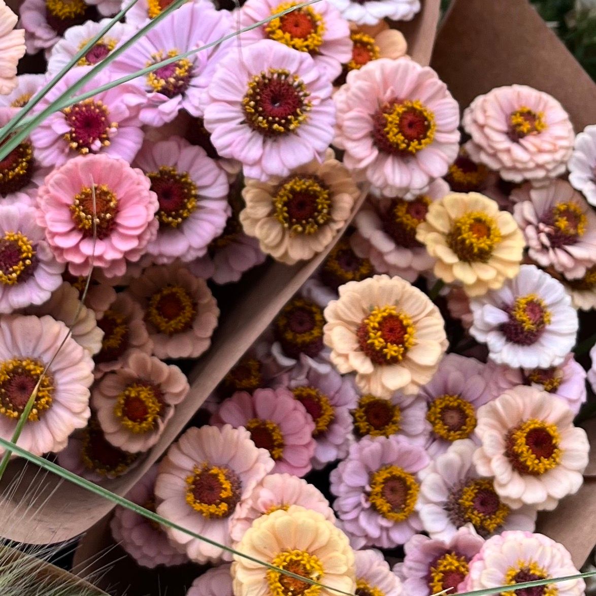 ZINNIA elegans Little Flower Girl