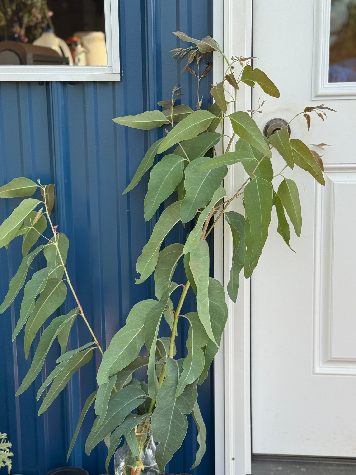EUCALYPTUS tereticornis