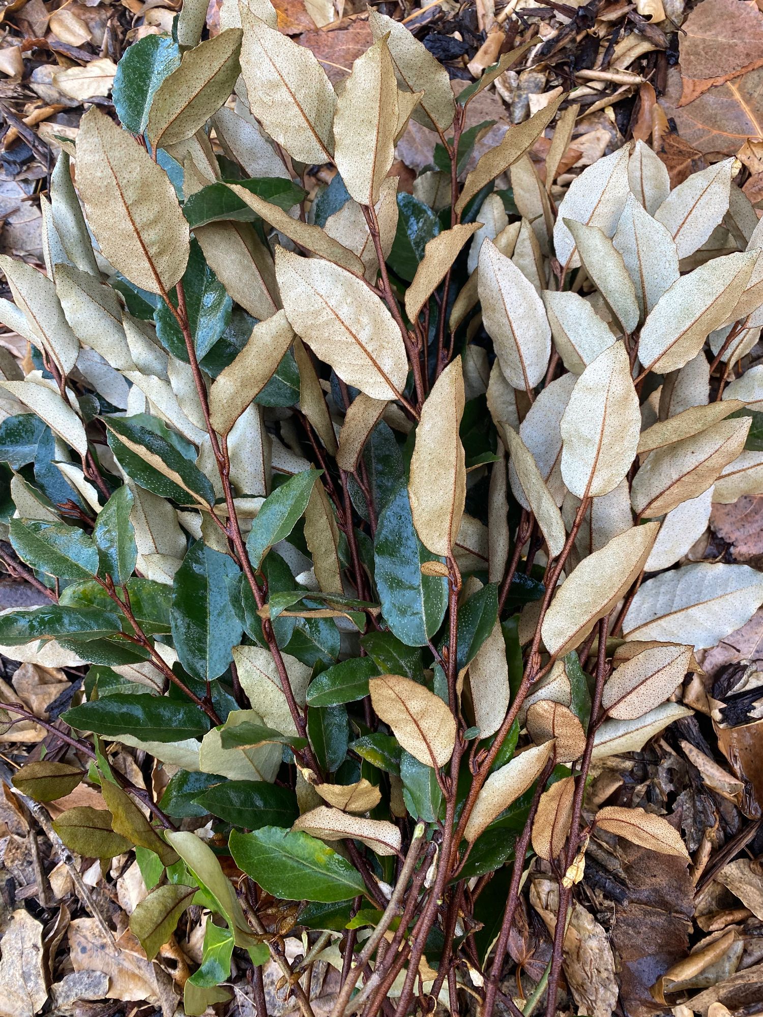 ELAEAGNUS umbellata