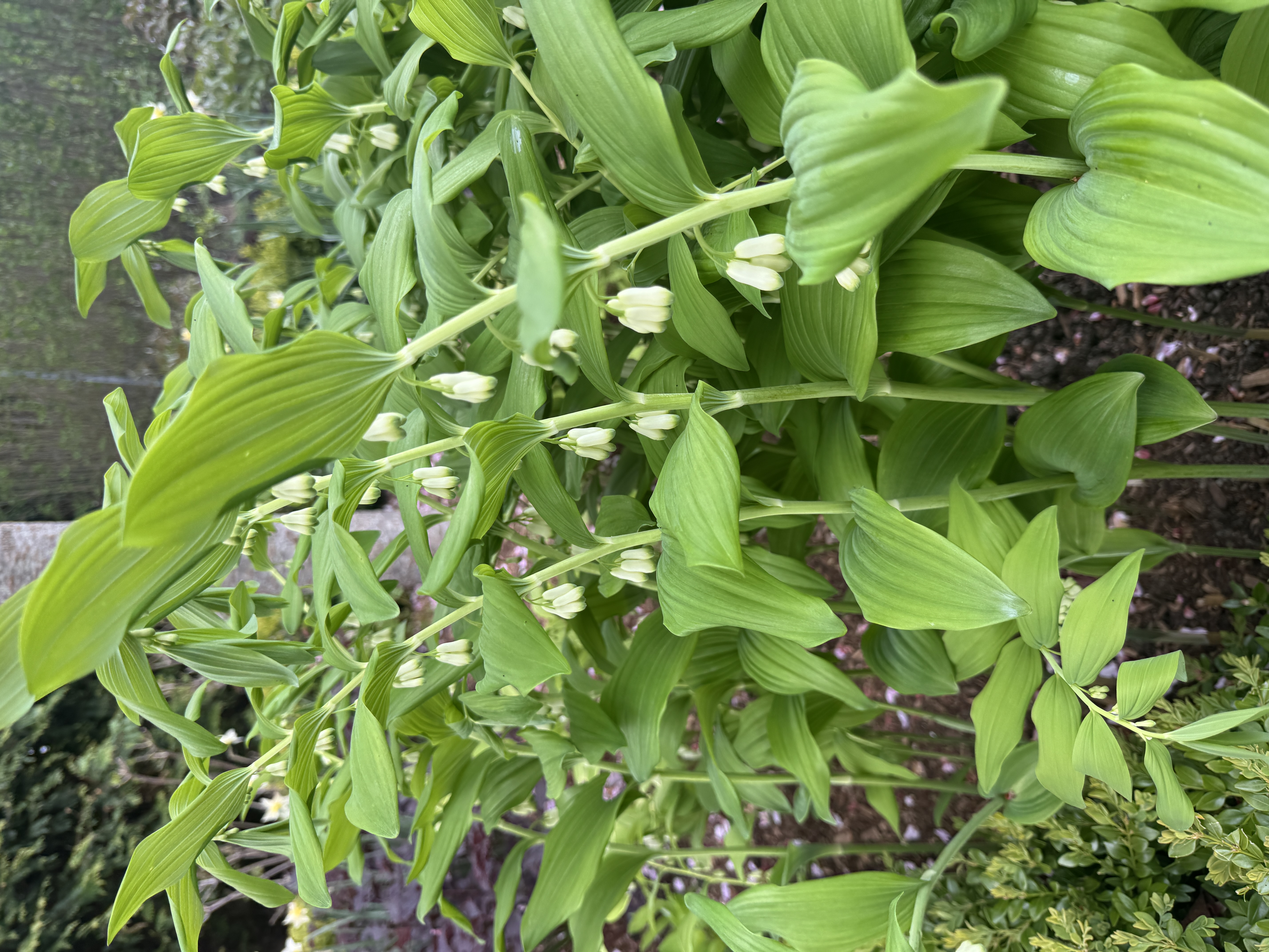 POLYGONATUM odoratum