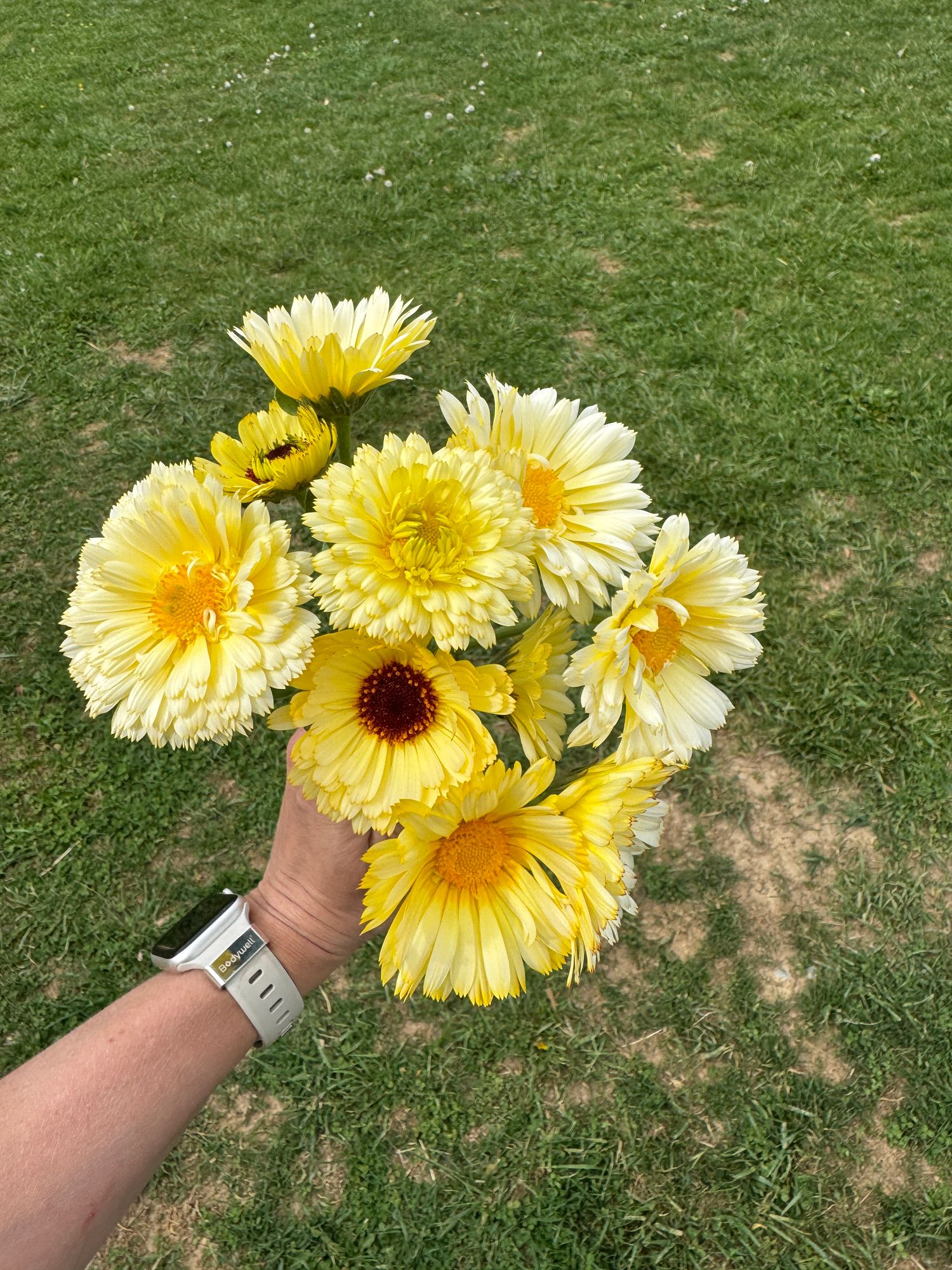 CALENDULA officinalis Ivory Princess