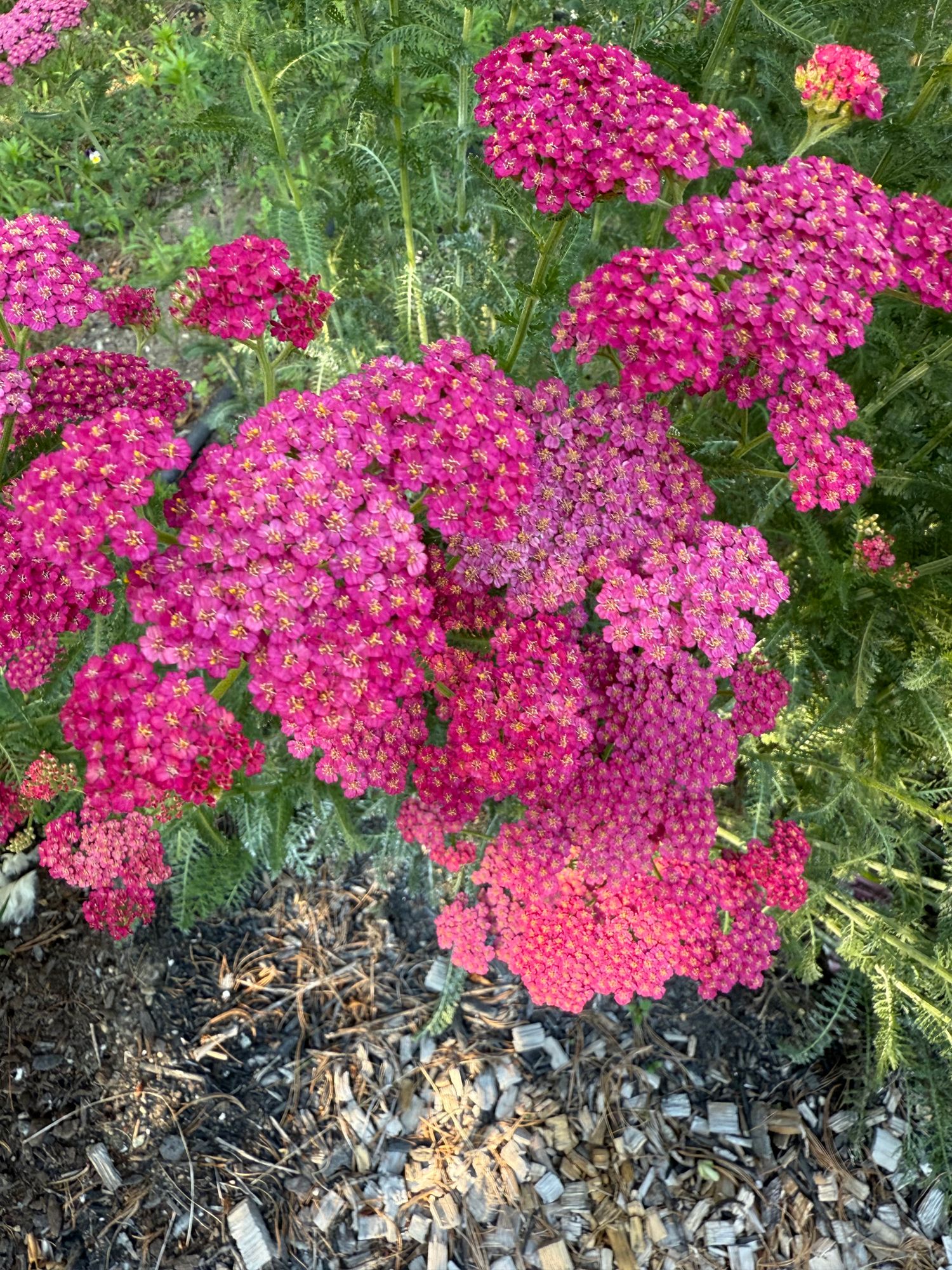 ACHILLEA millefolium New Vintage Rose