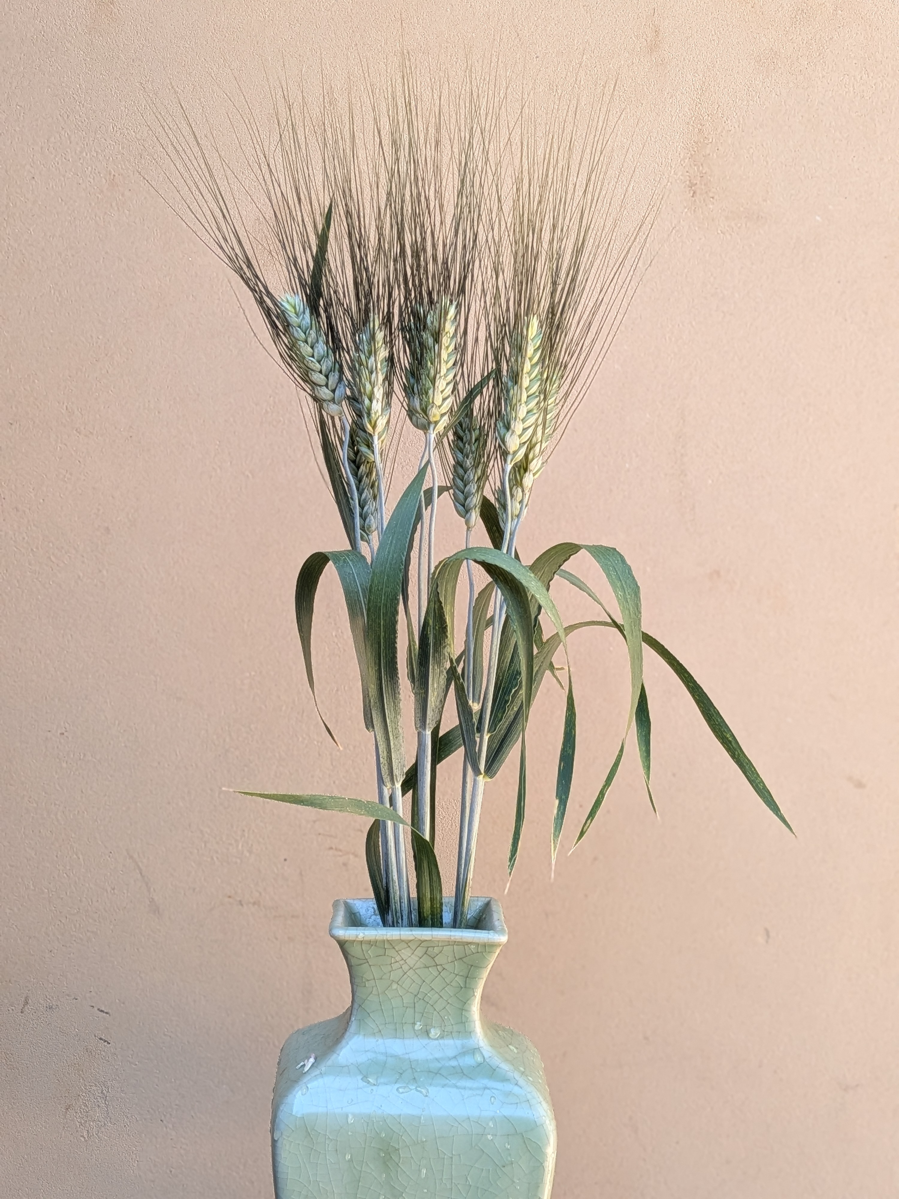 TRITICUM aestivum
