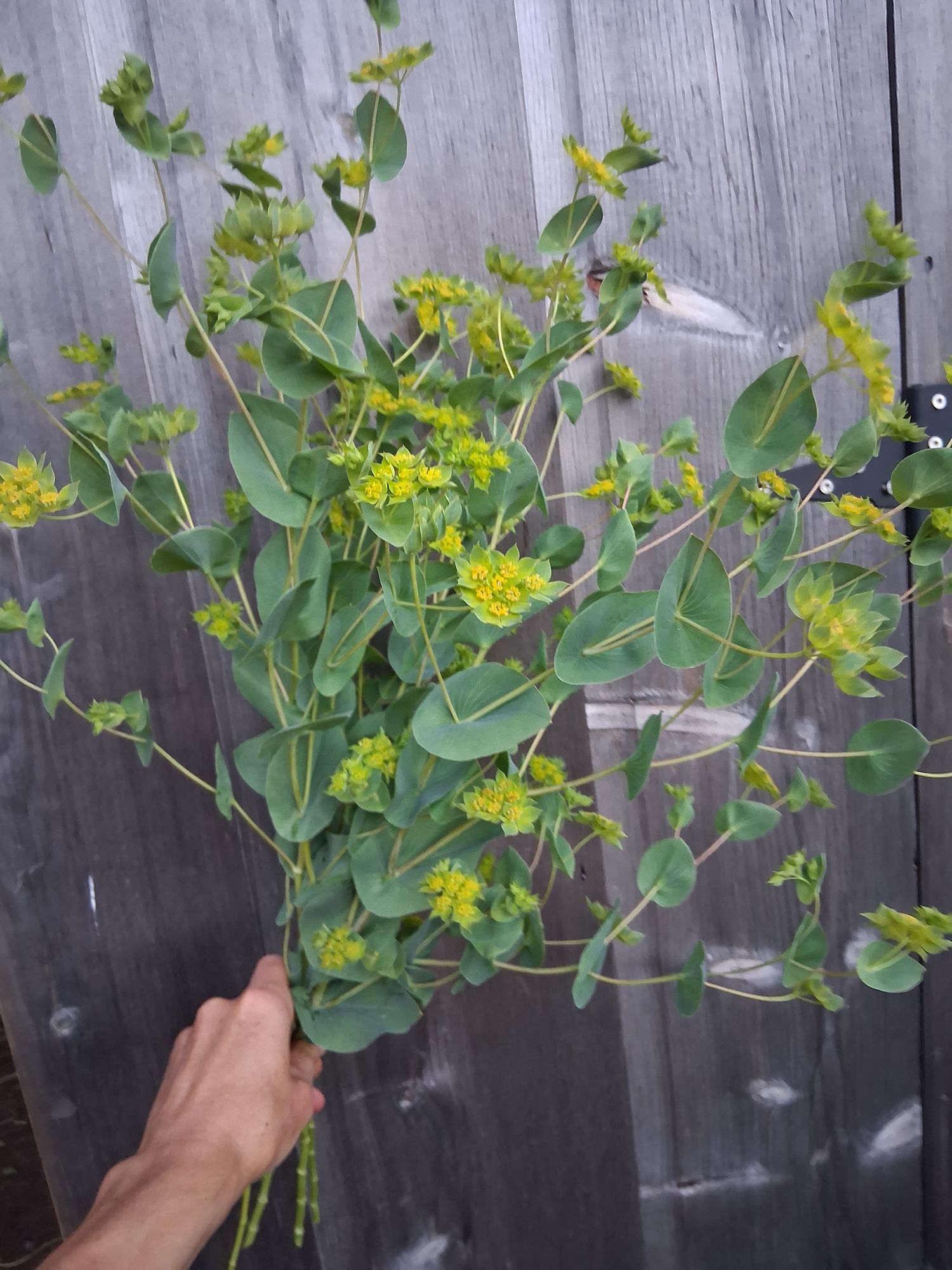 BUPLEURUM griffithii Green Gold