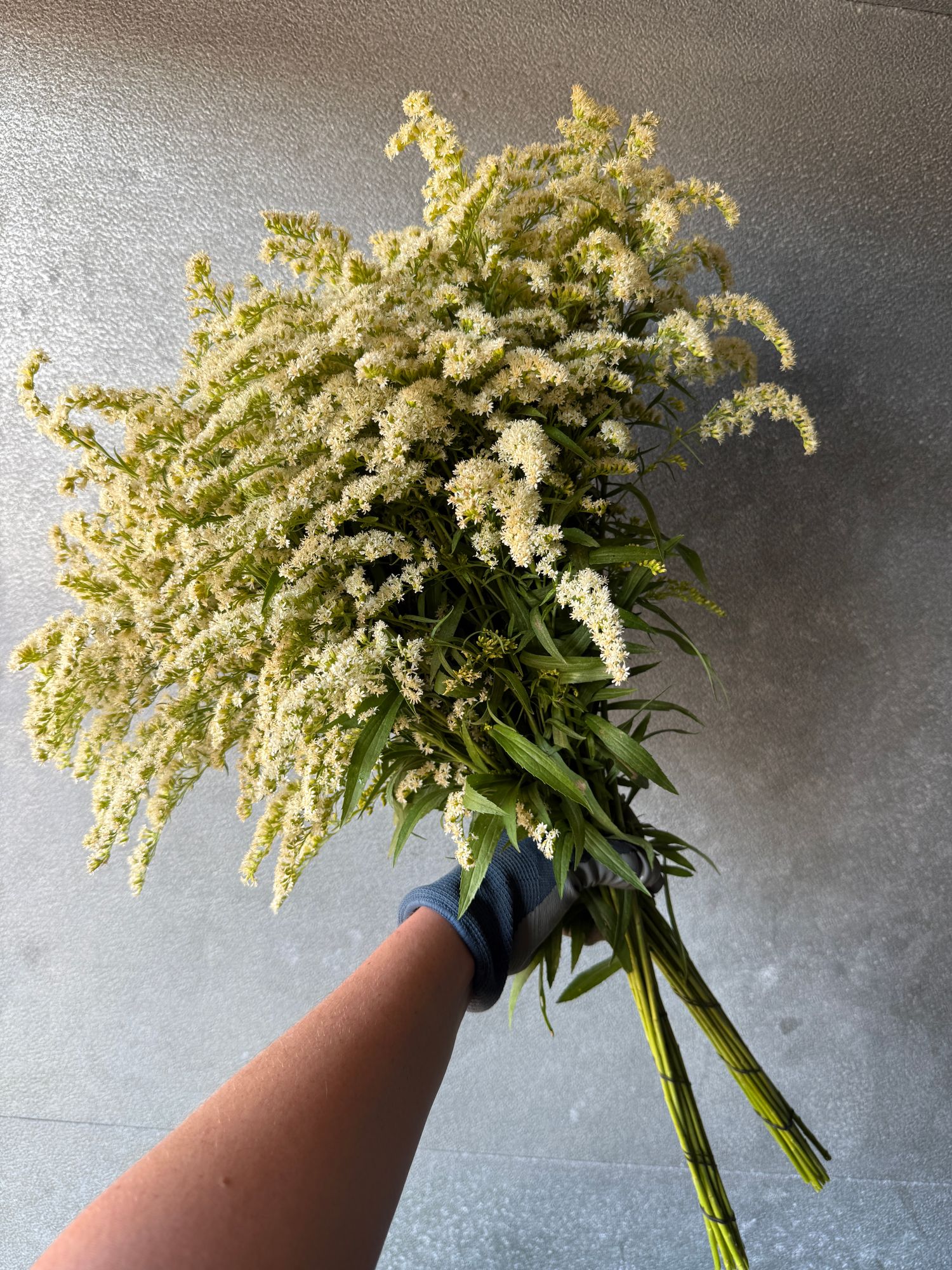 SOLIDAGO sp Glory Moonlight Glory