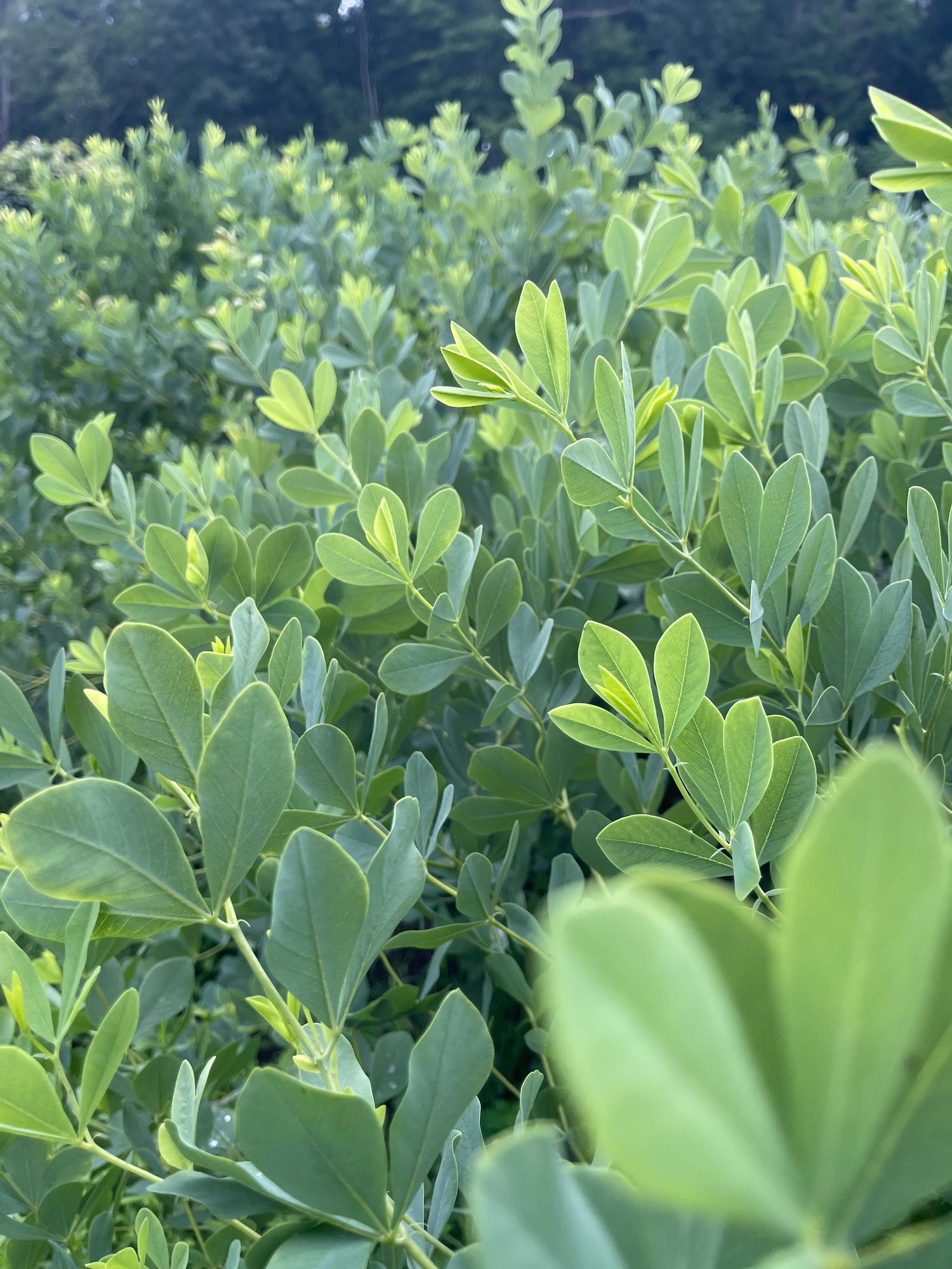 BAPTISIA australis