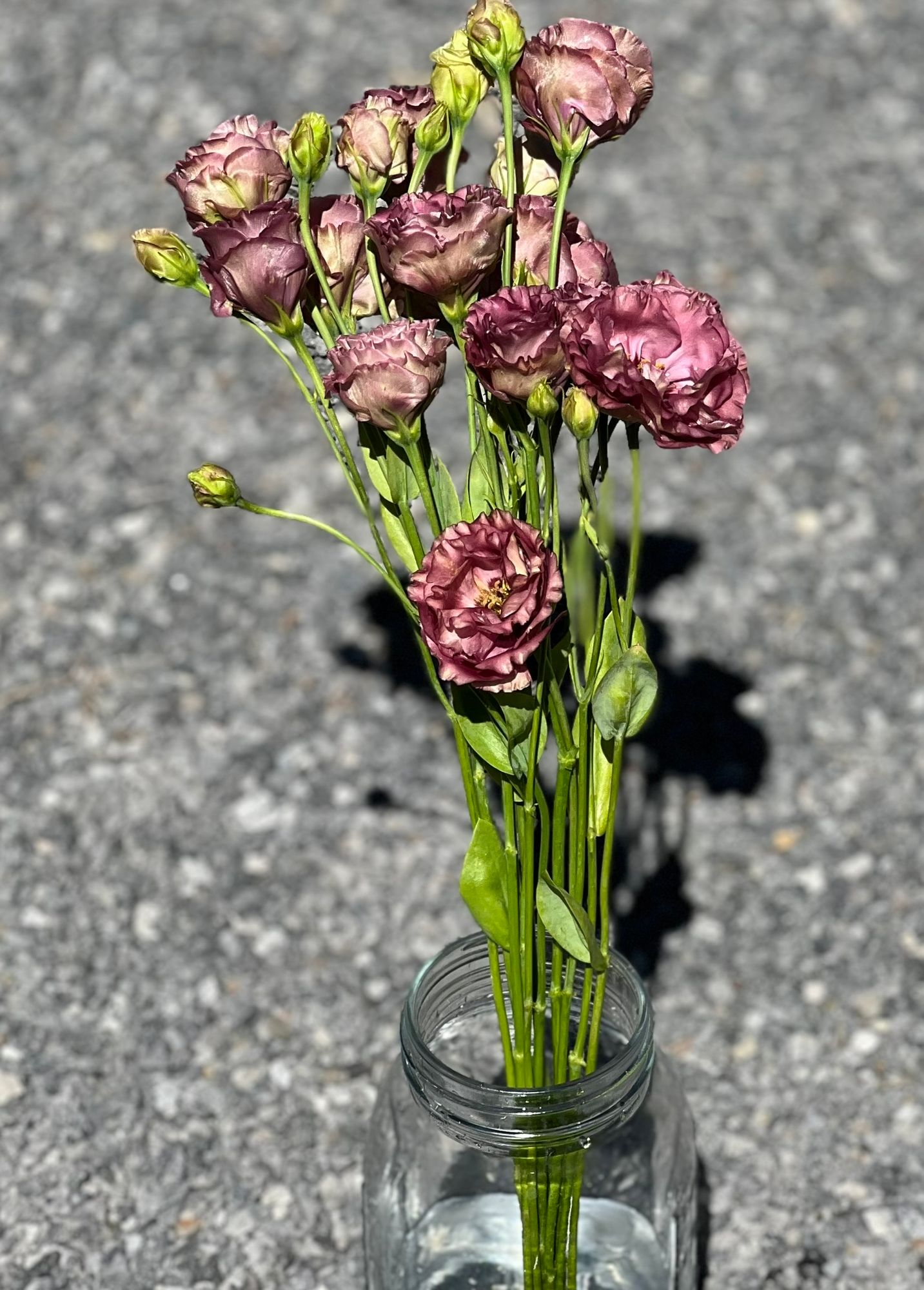EUSTOMA grandiflorum