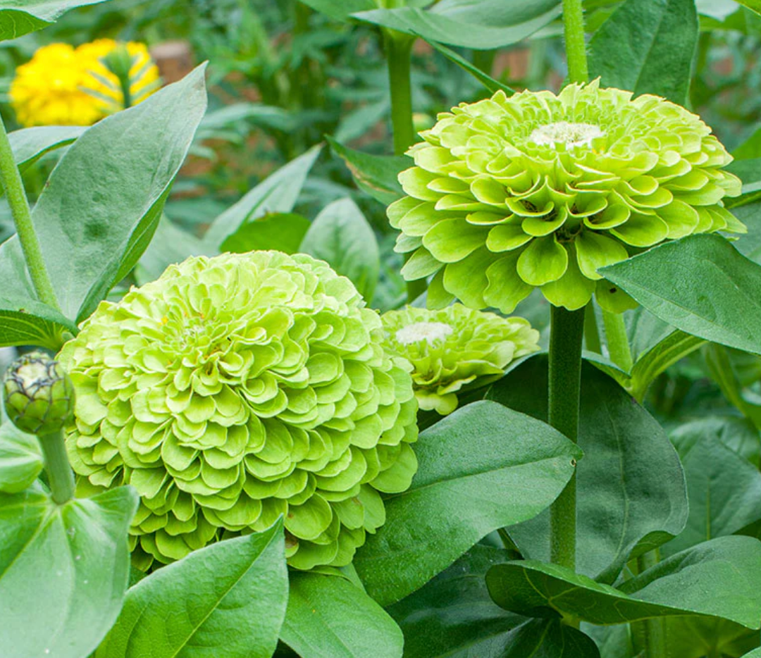 ZINNIA elegans Benarys Giant