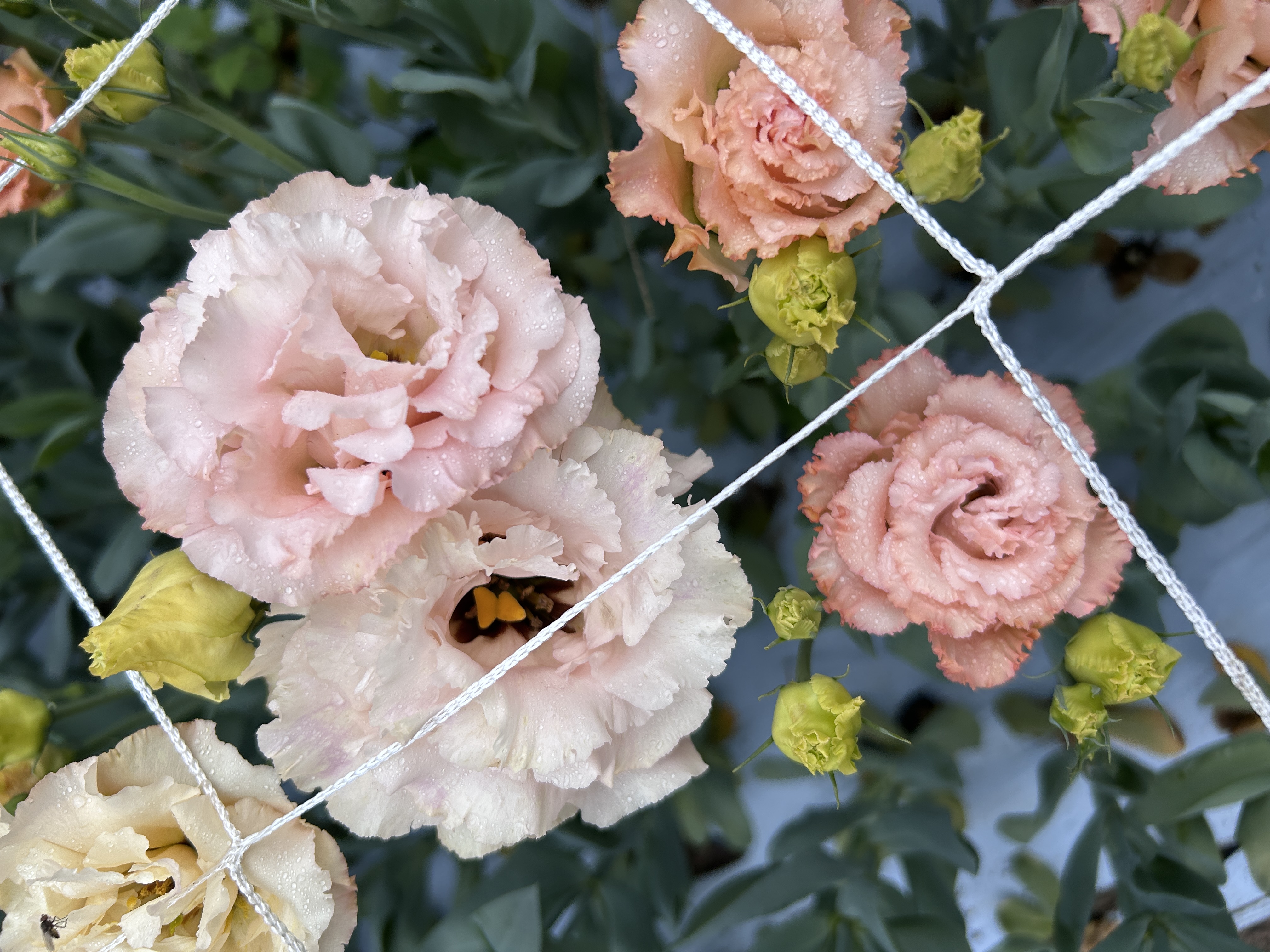 EUSTOMA grandiflorum Voyage Light Apricot