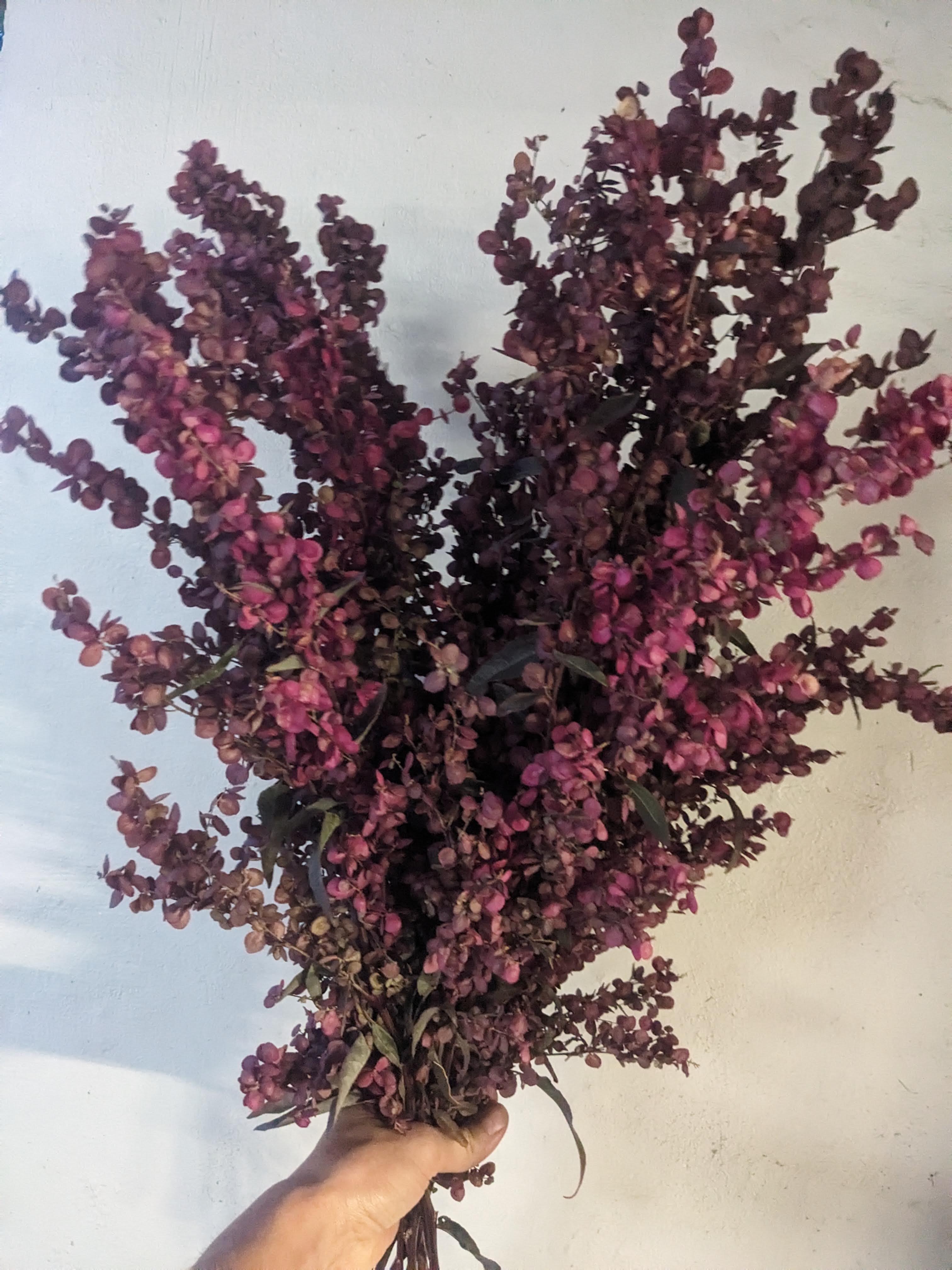 ATRIPLEX hortensis rubra