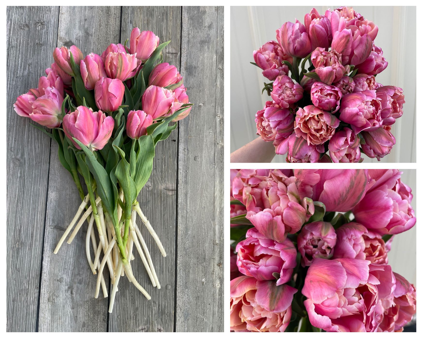 TULIPA Pink Star