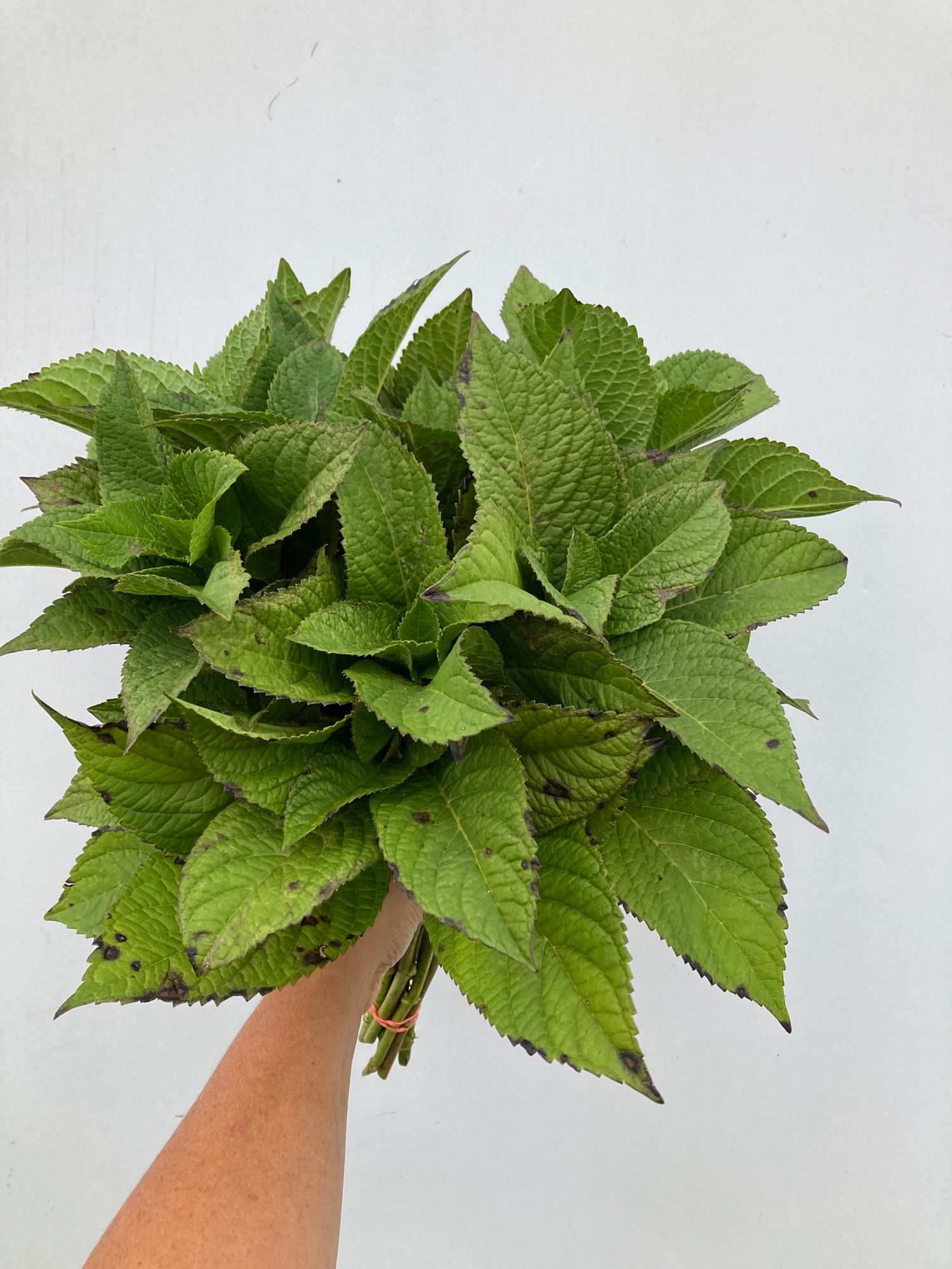 HYDRANGEA macrophylla