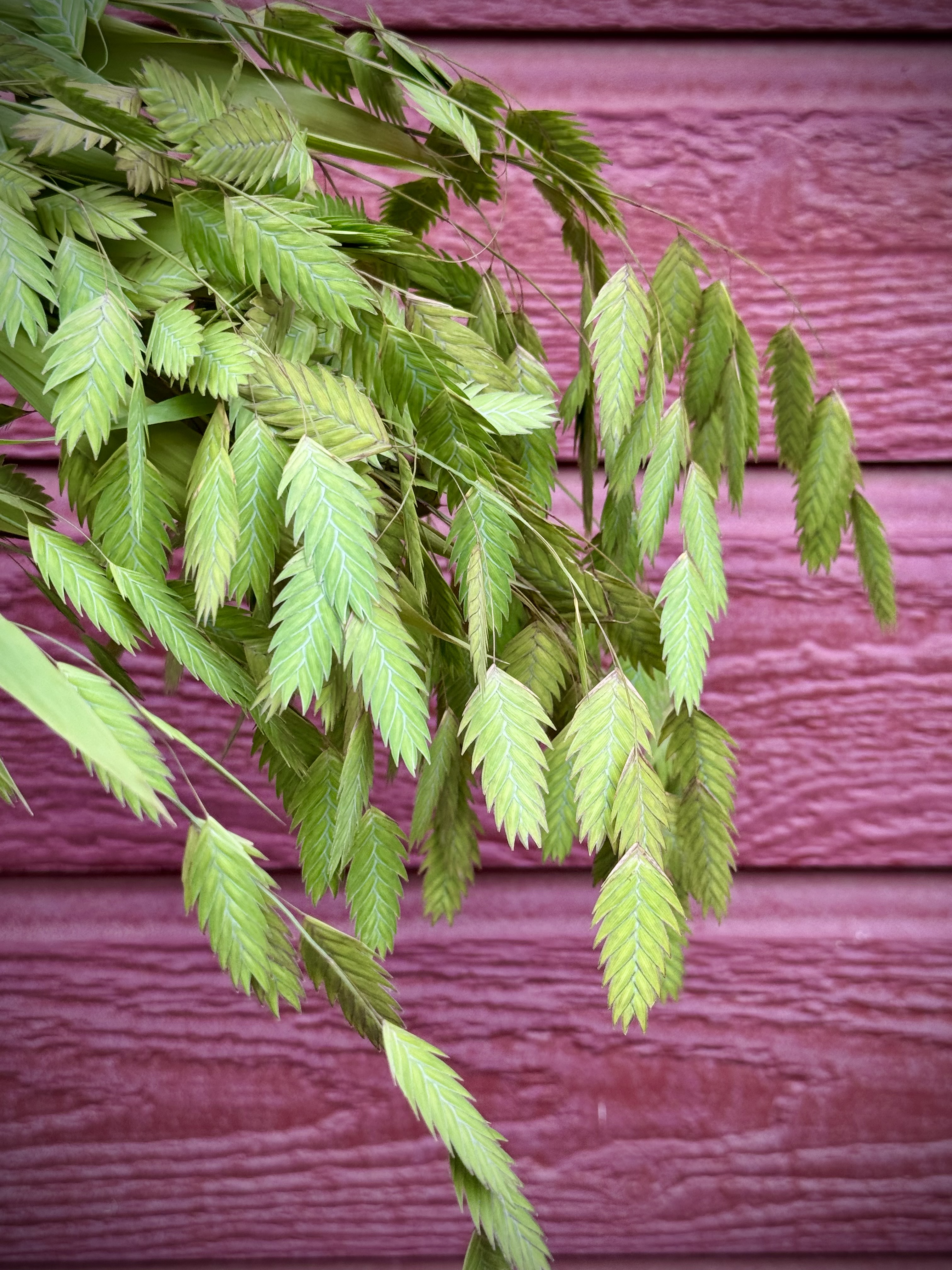 CHASMANTHIUM latifolium
